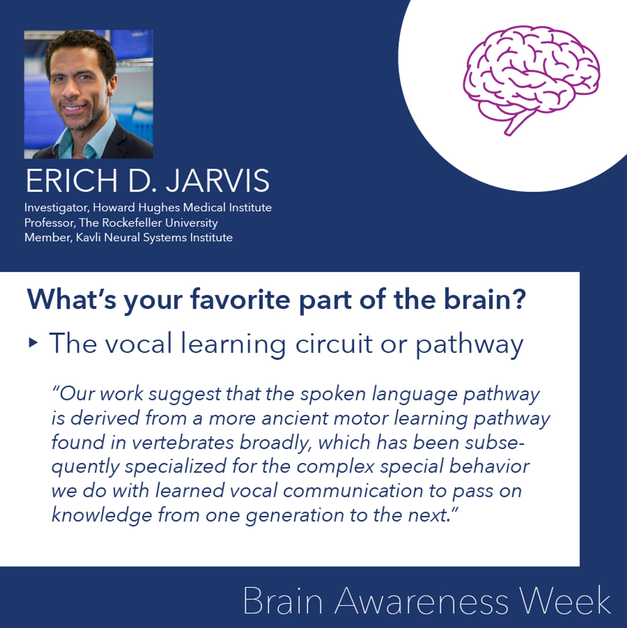 Erich D. Jarvis

What’s your favorite part of the brain? 
The vocal learning circuit or pathway

“Our work suggest that the spoken language pathway is derived from a more ancient motor learning pathway found in vertebrates broadly, which has been subsequently specialized for the complex special behavior we do with learned vocal communication to pass on knowledge from one generation to the next.”