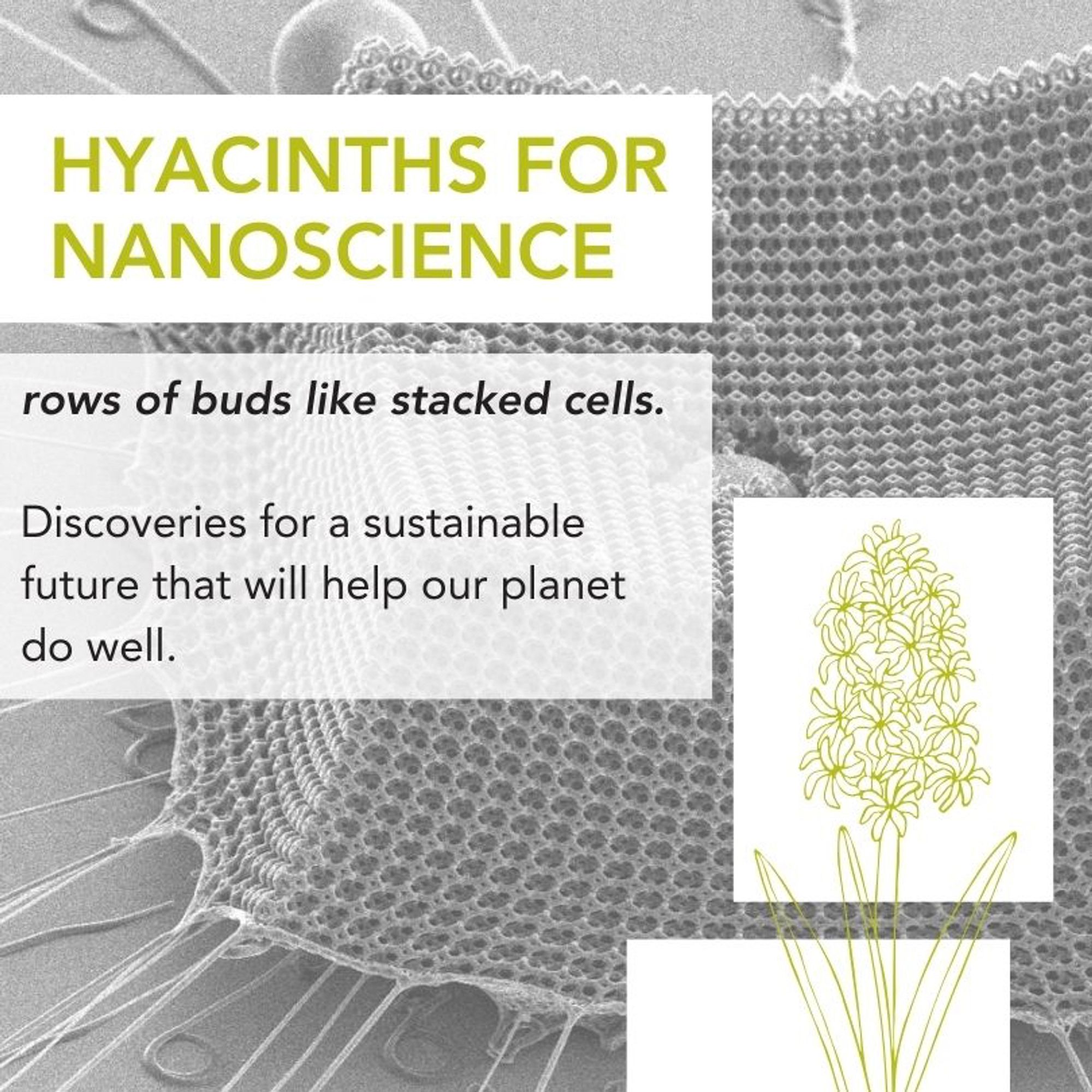 Hyacinths for nanoscience: rows of buds like stacked cells. Discoveries for a sustainable future that will help our planet do well.