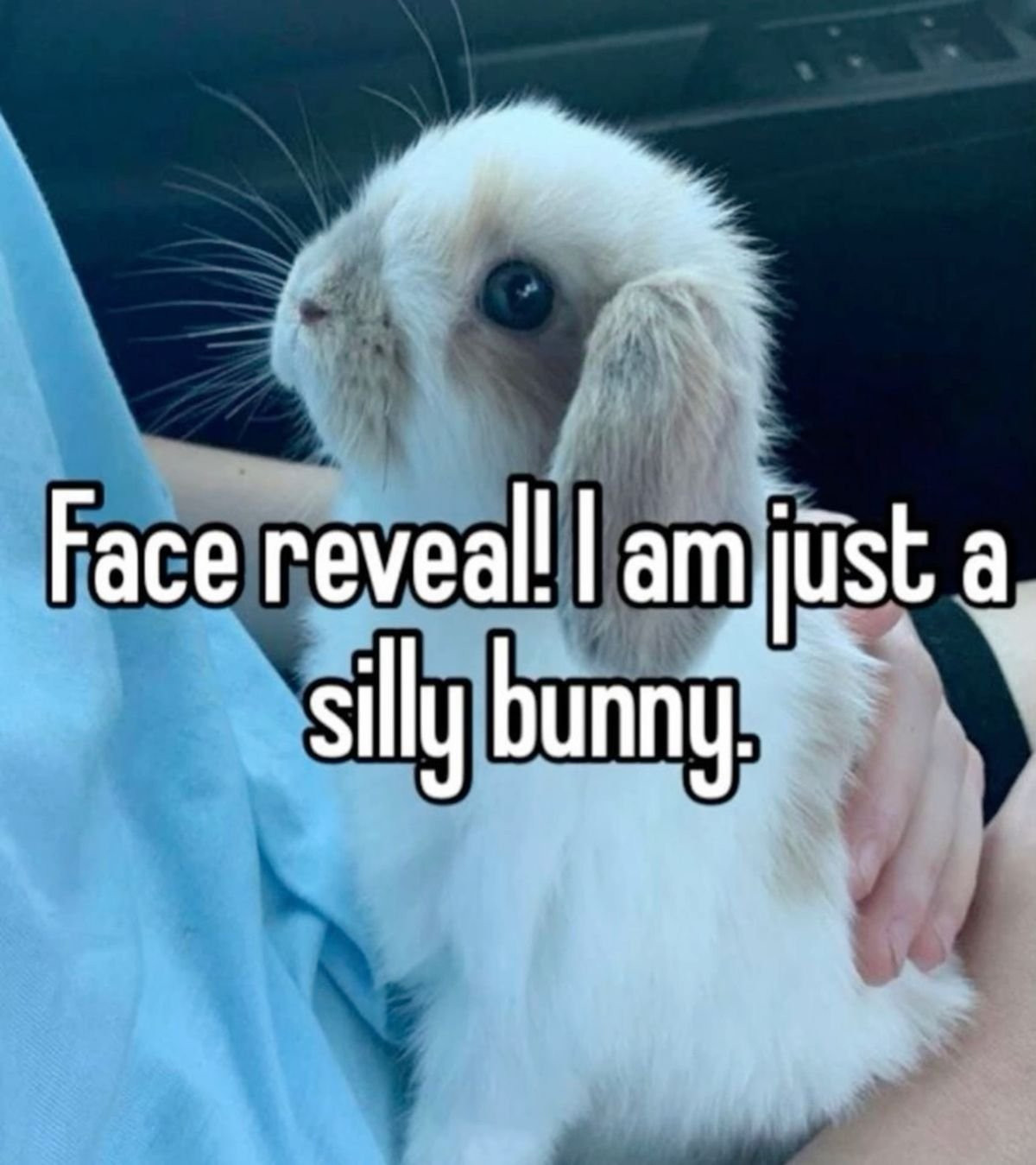 face reveal! i am just a silly bunny.
[picture of a bunny]