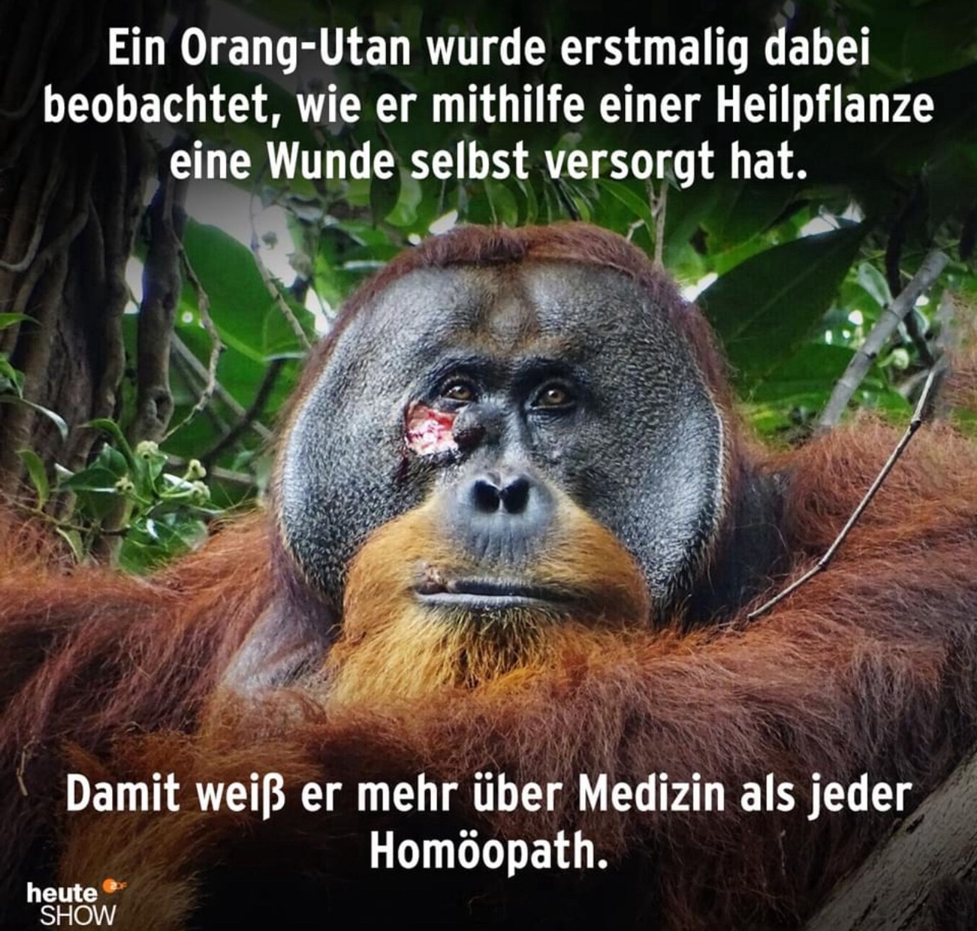 Von der heute-show: Bild eines orang Utan mit Wunde unter dem rechten Auge. Folgender Text: ein Orang Utan wurde erstmals dabei beobachtet, wie er mithilfe einer Heilpflanze eine Wunde selbst versorgt hat. Text unten: damit weiß er mehr über Medizin als jeder Homöopath.