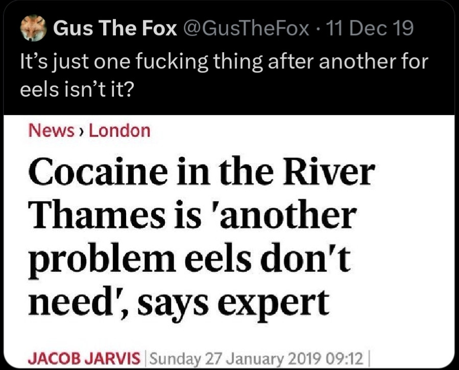 GusTheFox: It's just one fucking thing after another for eels isn't it?
Headline: Cocaine in the River Thames is 'another
problem eels don't need', says expert