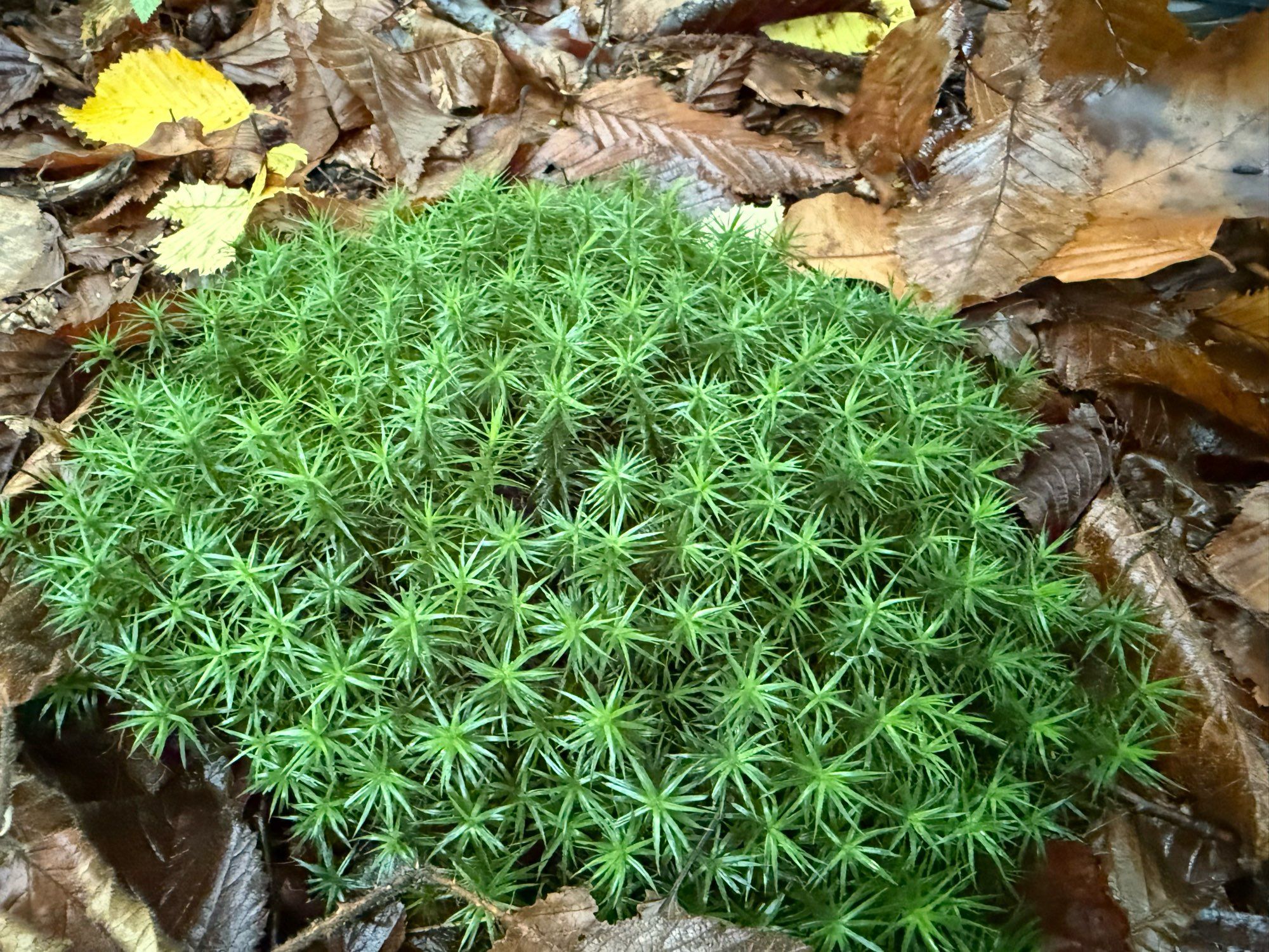 Polytrichum formosum