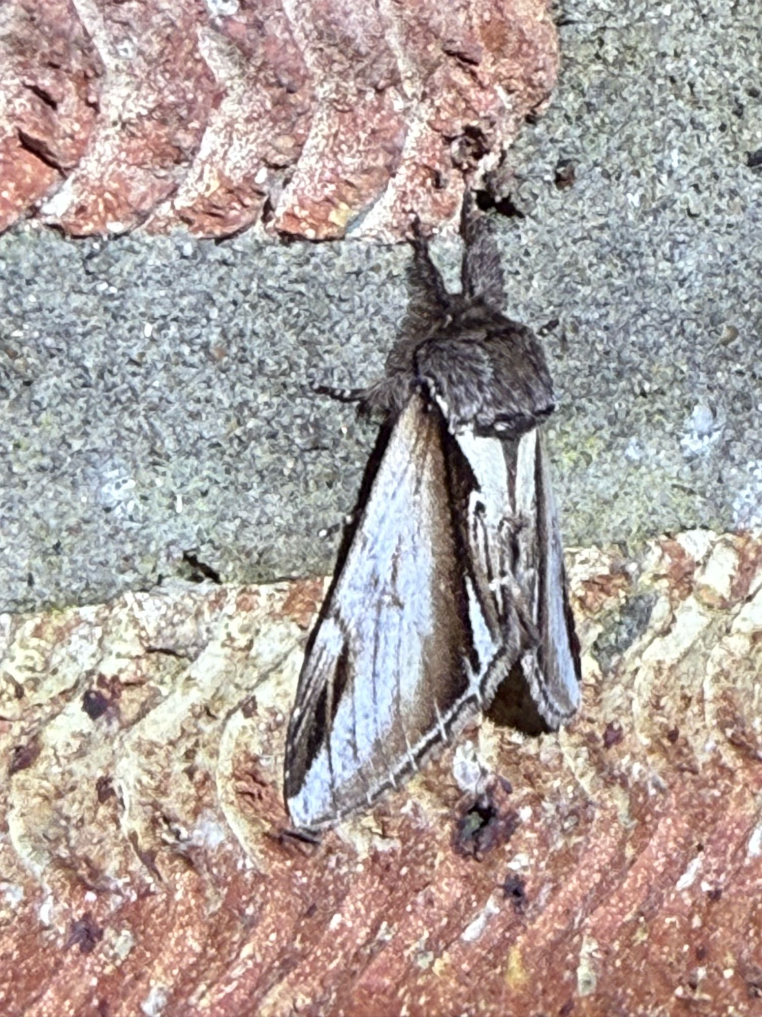 Lesser Swallow Prominent