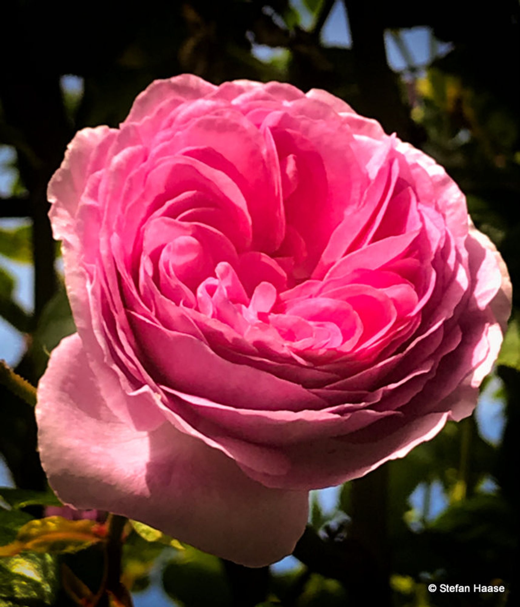 Ein Farbfoto. Zu sehen ist eine rosafarbene Rosenblüte. Der Blick geht ins Innere der Blüte. Der Hintergrund ist abgedunkelt. / A color photo. You can see a pink rose blossom. The view goes inside the blossom. The background is darkened.