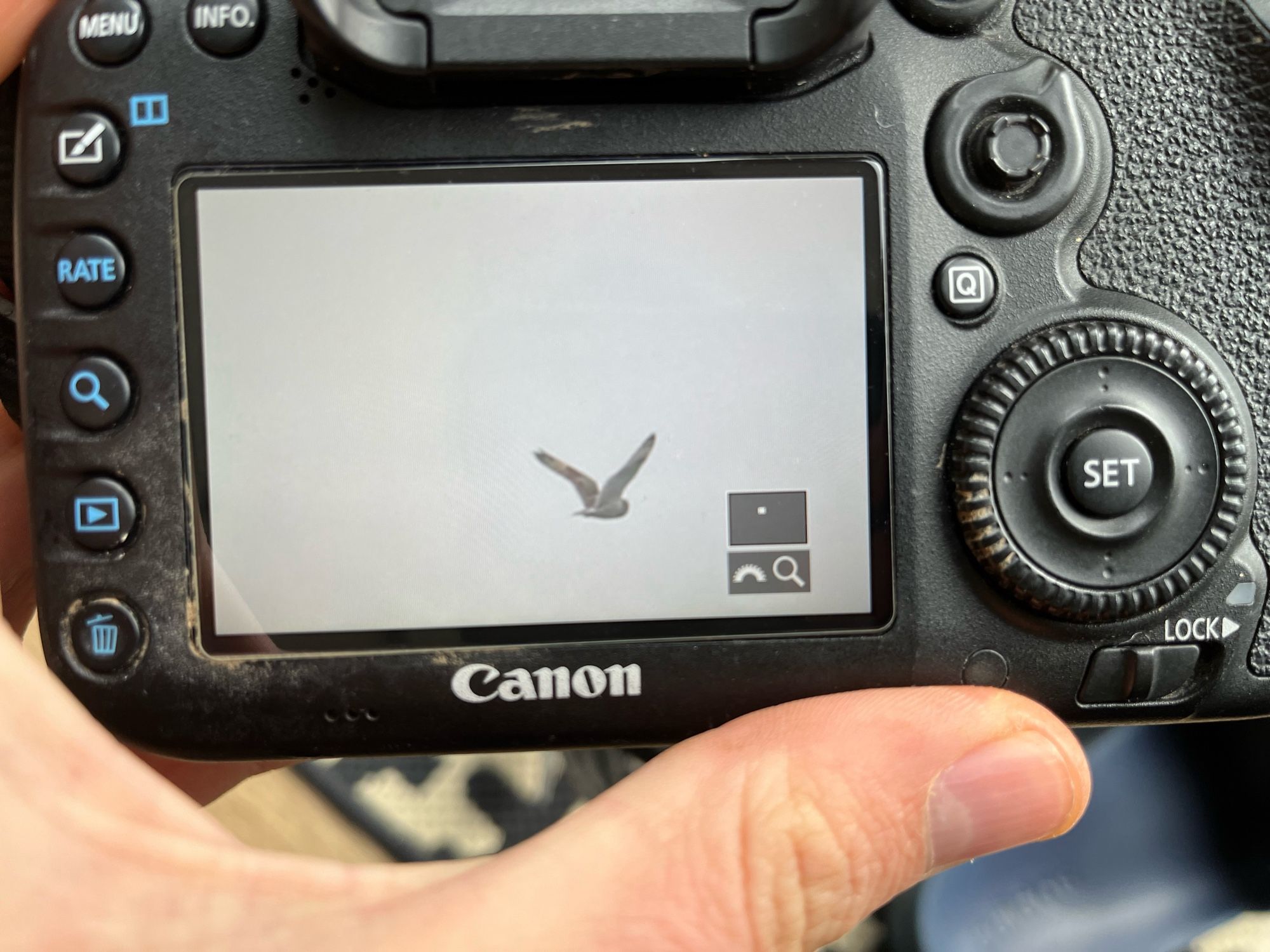 Back of the camera photo of a Short-eared Owl flying away from my garden!