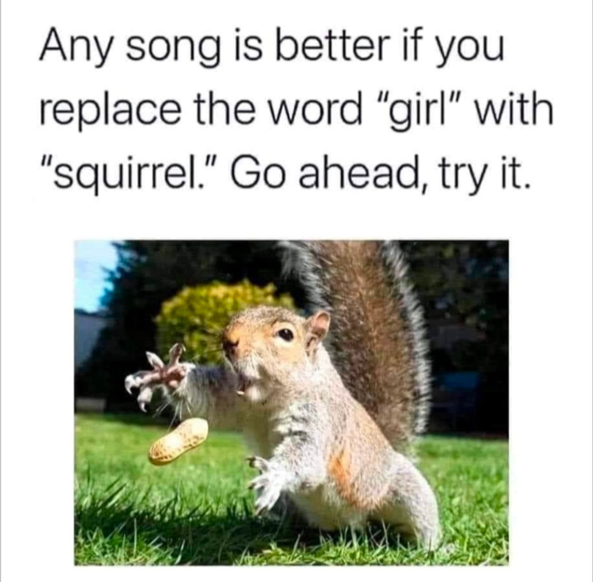 Any song is better if you replace the word girl with squirrel go ahead. Try it. Picture of a gray squirrel catching a peanut in mid-air