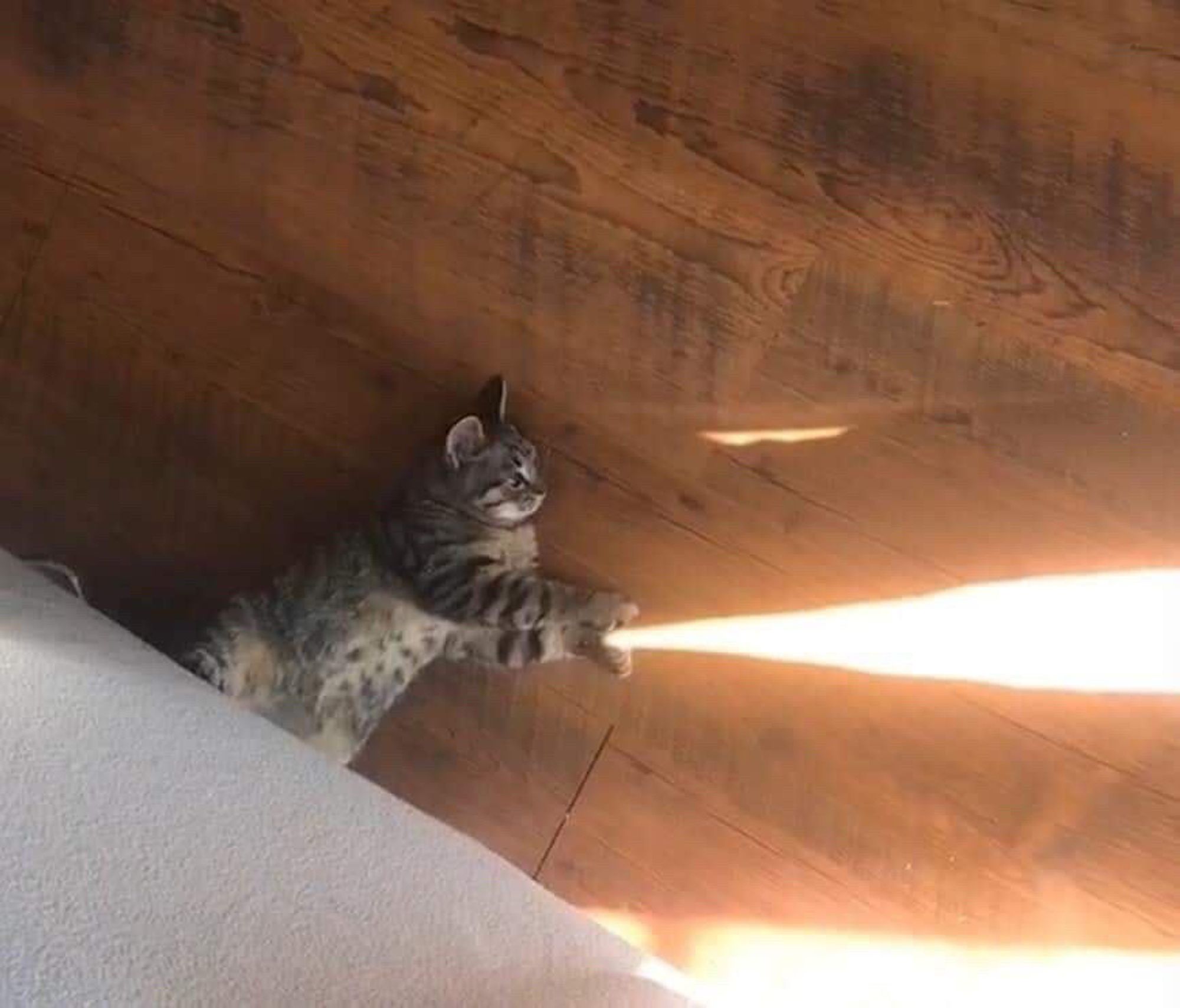 Cat with a light beam coming out of its paws