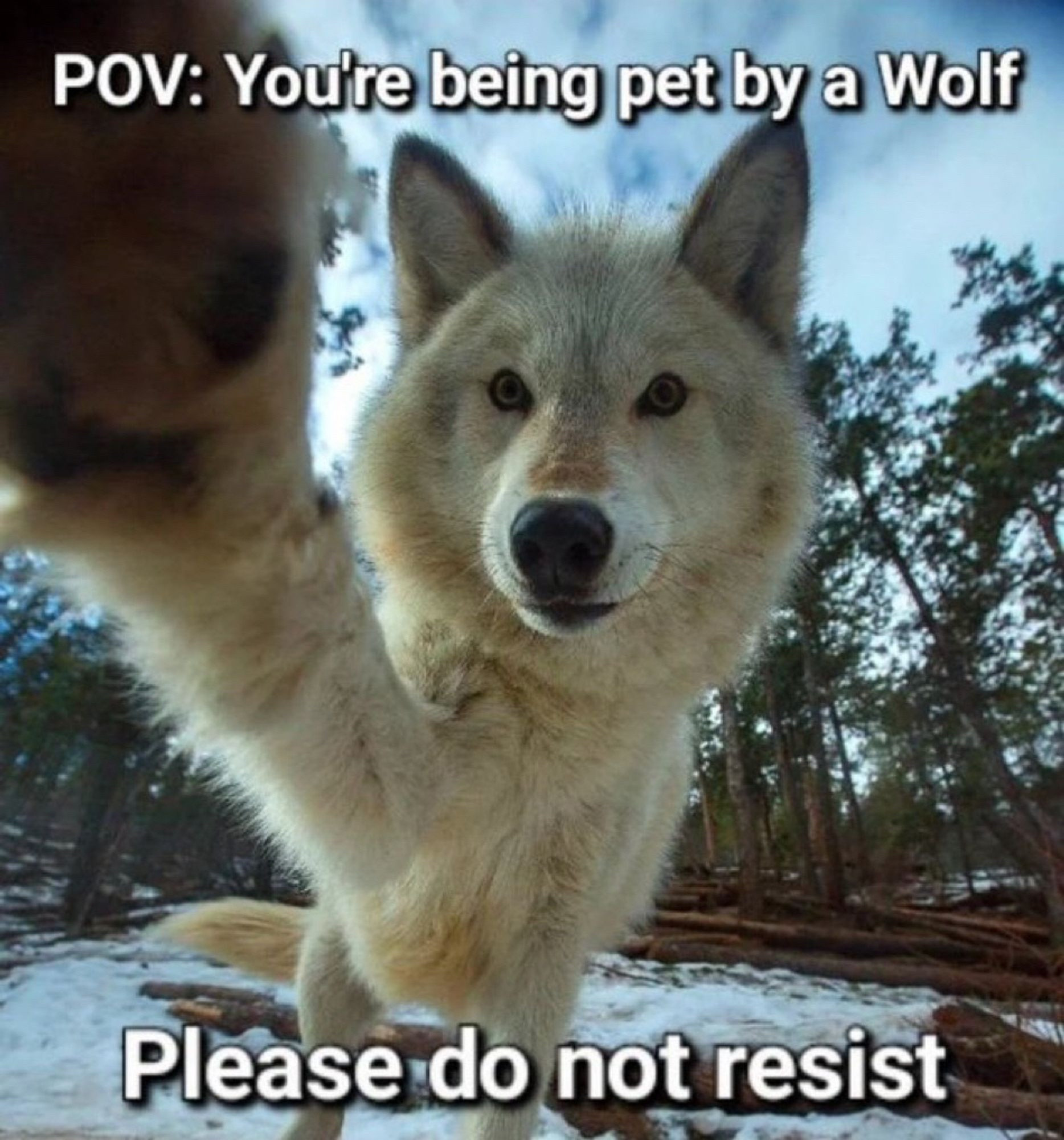 A wolf reaching out to a trail cam and it says “POV you’re being pet by a wolf please do not resist”