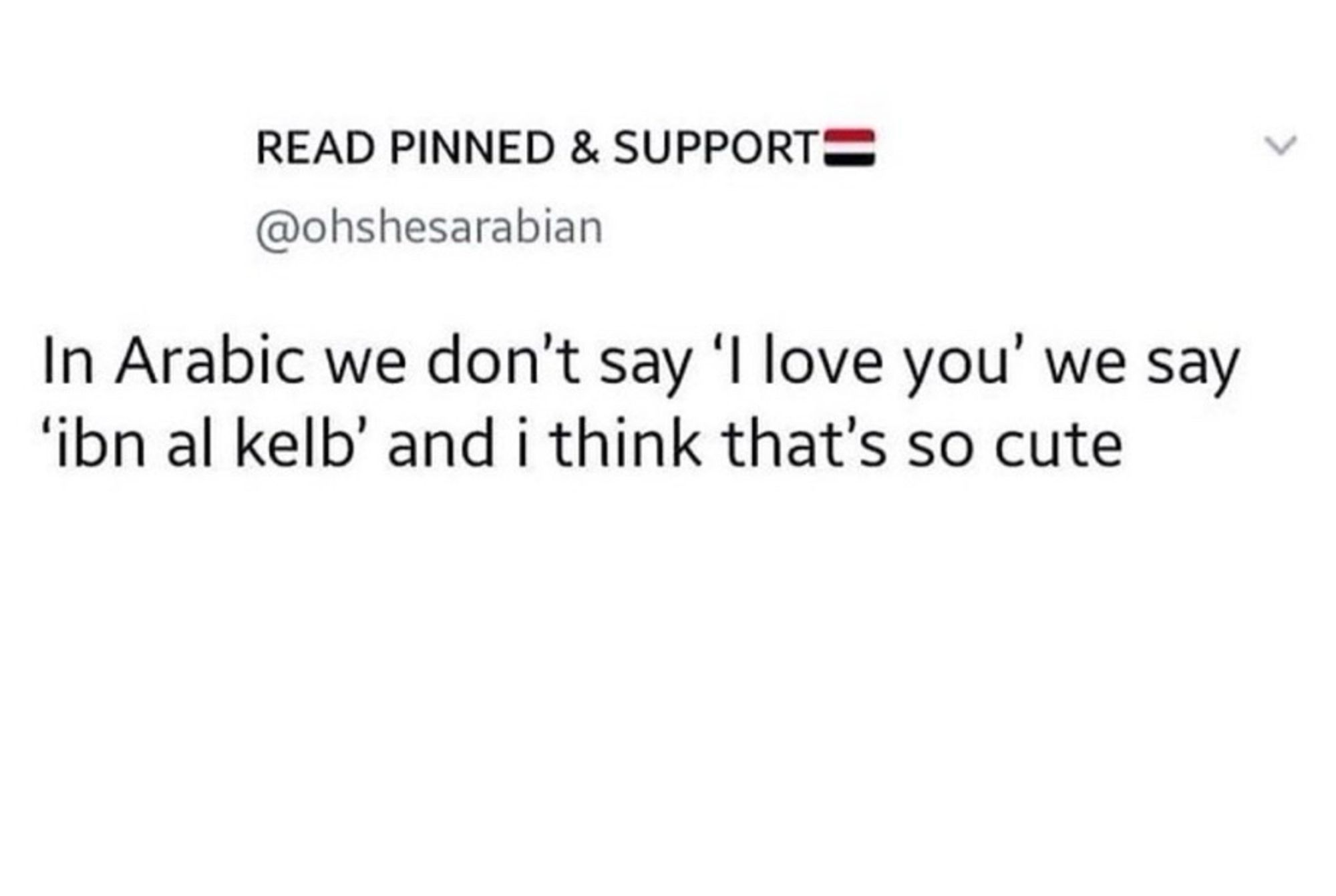 READ PINNED & SUPPORT:
@ohshesarabian
“In Arabic we don't say 'I love you' we say 'ibn al kelb' and i think that's so cute”