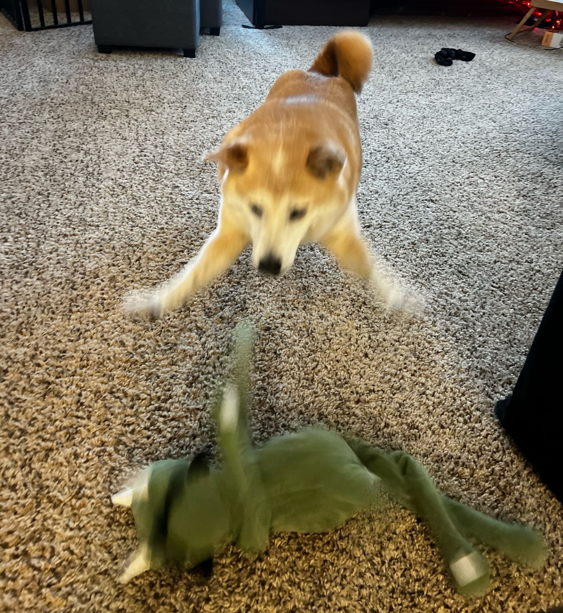 Shiba inu pouncing on her toy