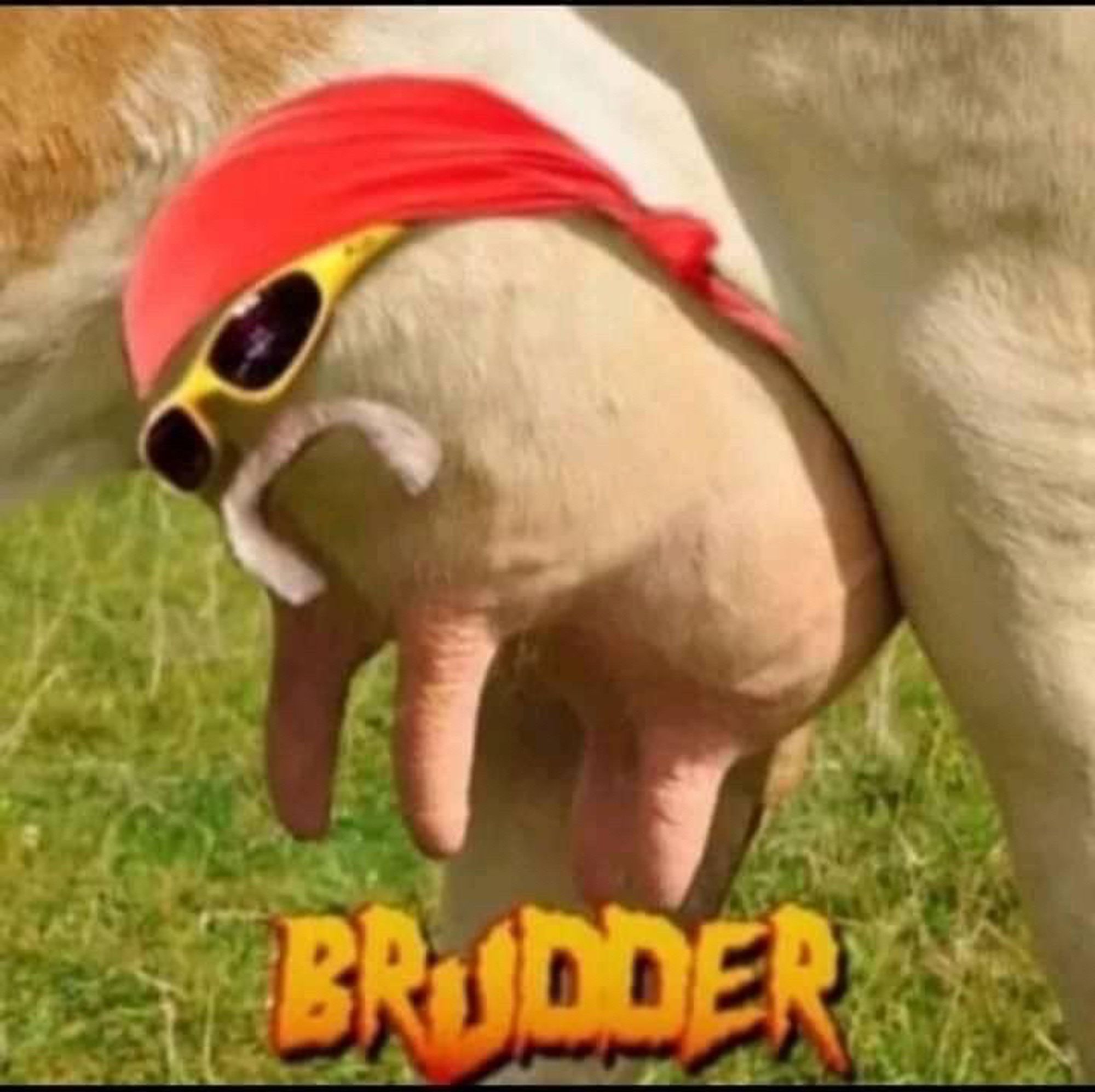 A close-up of some cow udders and somebody photo shopped a Hulk Hogan bandanna, sunglasses and mustache on it so it says “brudder”