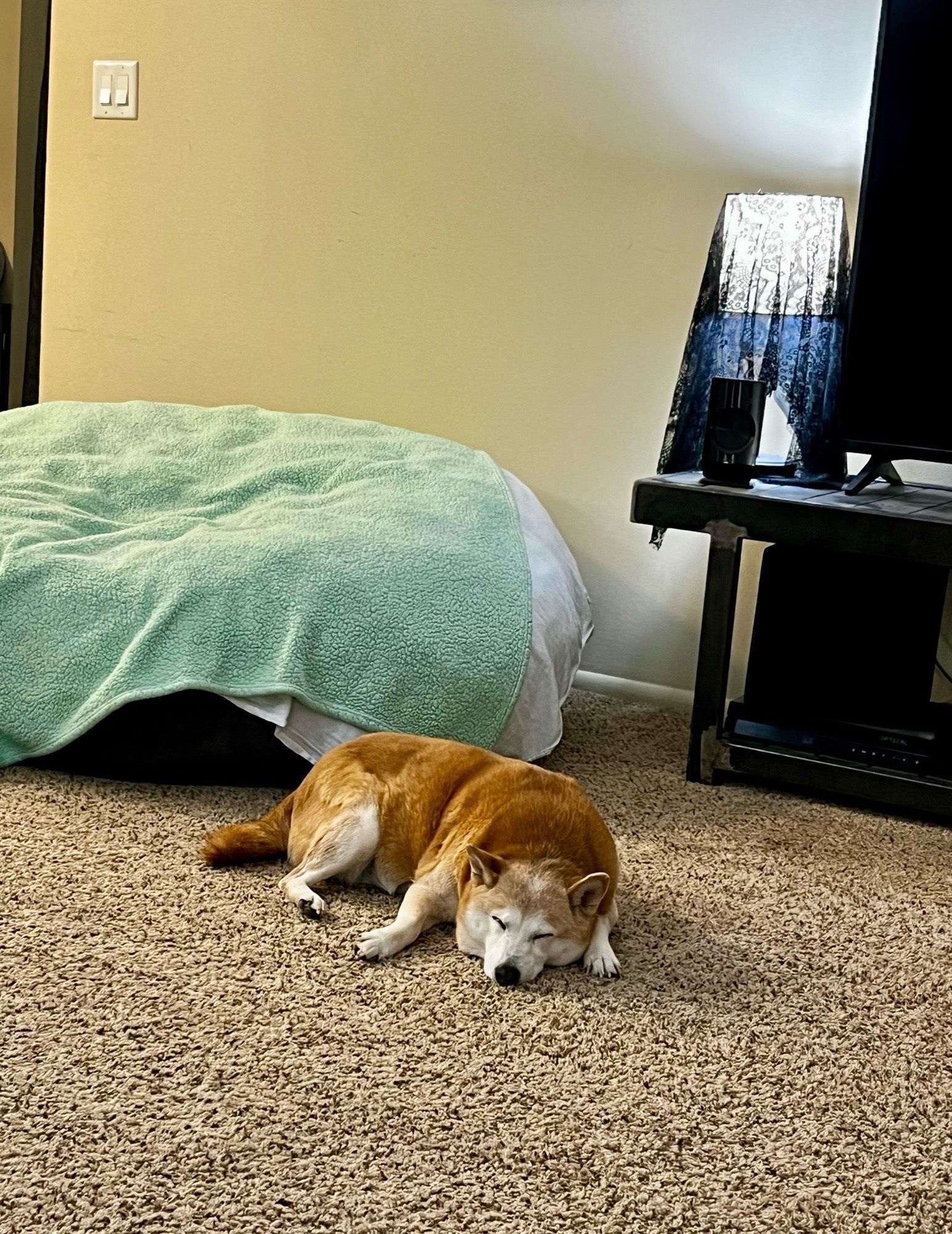 A Shiba Inu sleeping on the floor all tuckered out