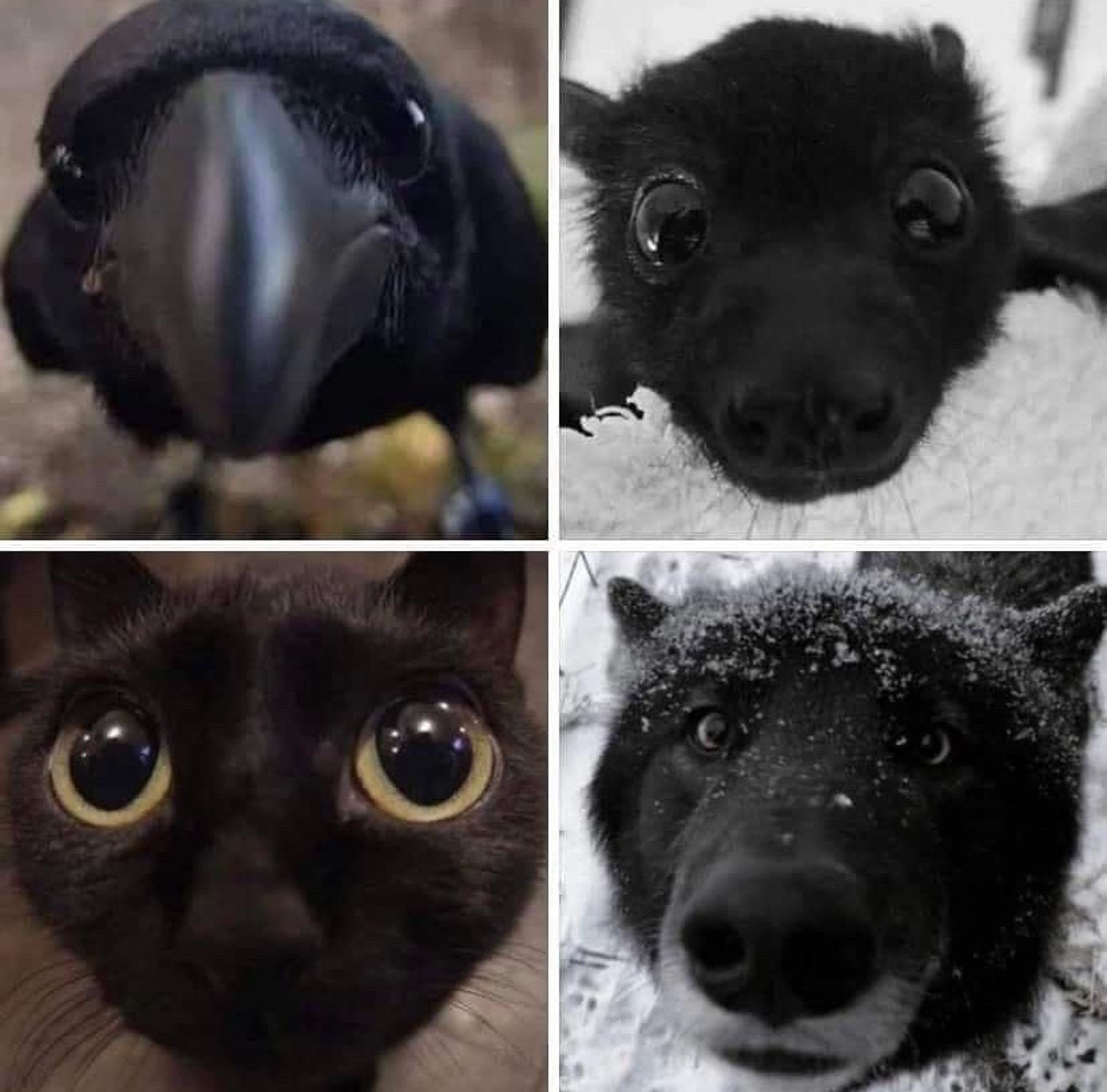 Close up of a crow beak, a bat nose, a black cat nose, a black dog (or wolf) nose