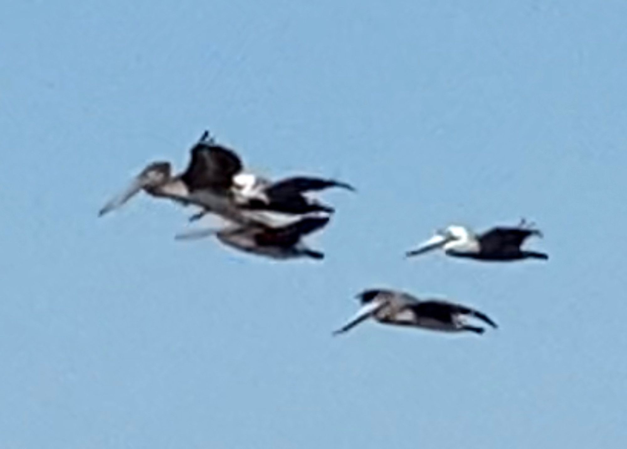 Brown pelicans flying with white pelicans and blue sky