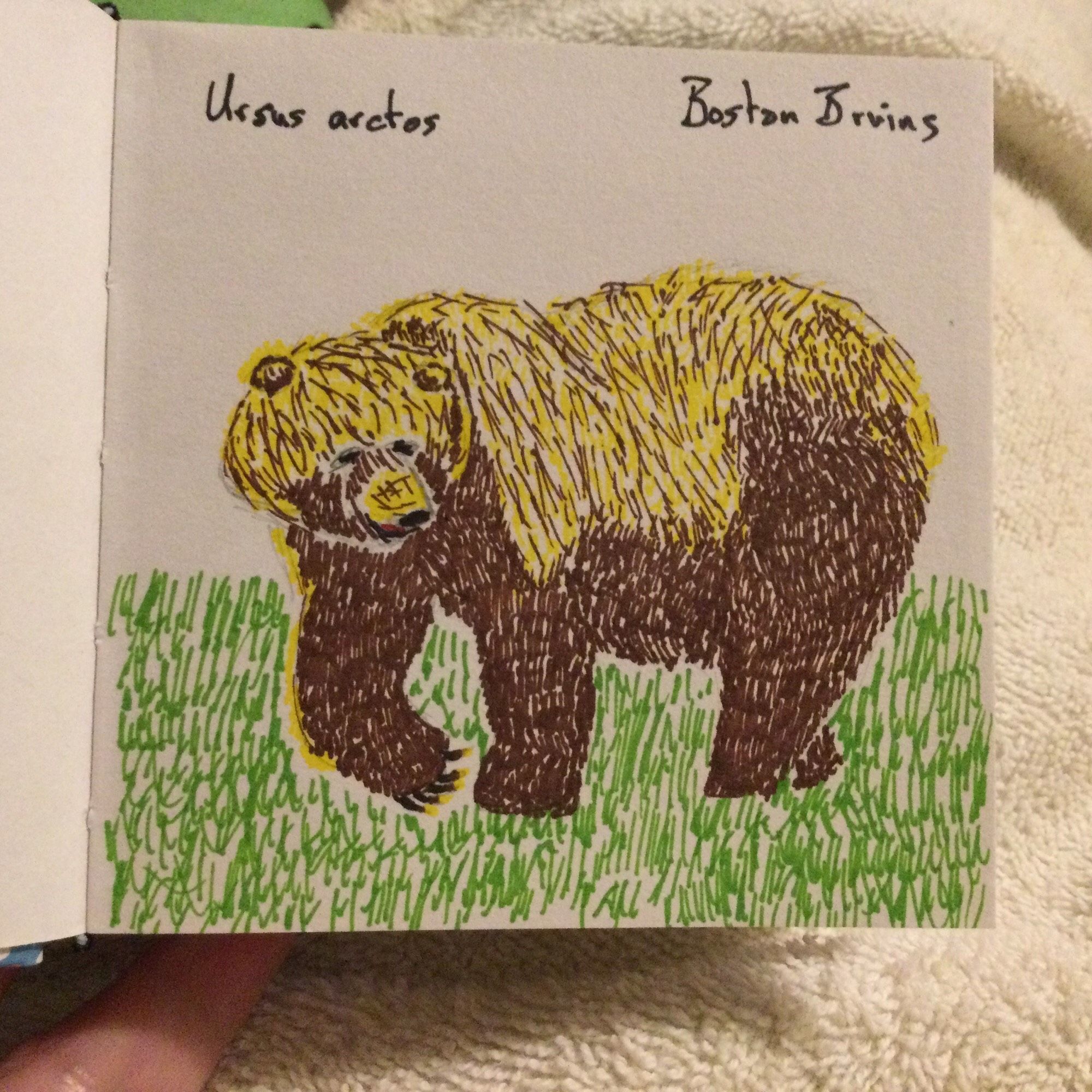 Drawing of a brown bear standing in grass. Its well-padded back is a lighter color (yellow with brown streaks because I didn’t have a light brown), going to dark brown lower down. Printing at the top says “Ursus arctos”, the scientific name of the brown bear, and “Boston Bruins”.