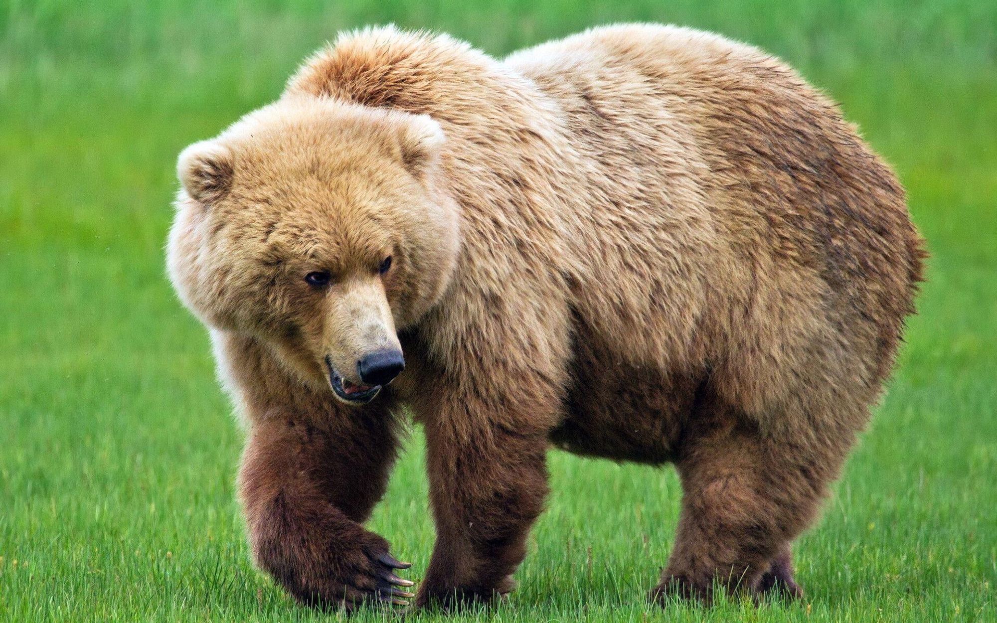 A photograph of a brown bear in short grass. This bear is large and well-padded. Its hair is lighter brown to almost golden on the head and gets darker on the rump, belly and legs. One paw is lifted as if ambling along. Long claws with lighter tips are visible.