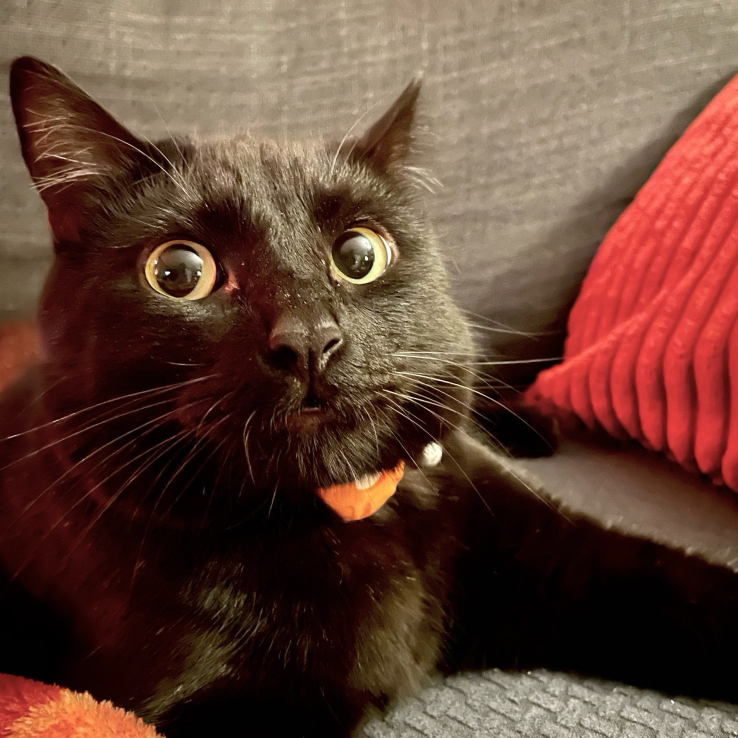 A black cat stares at the viewer with a vague look of surprise.