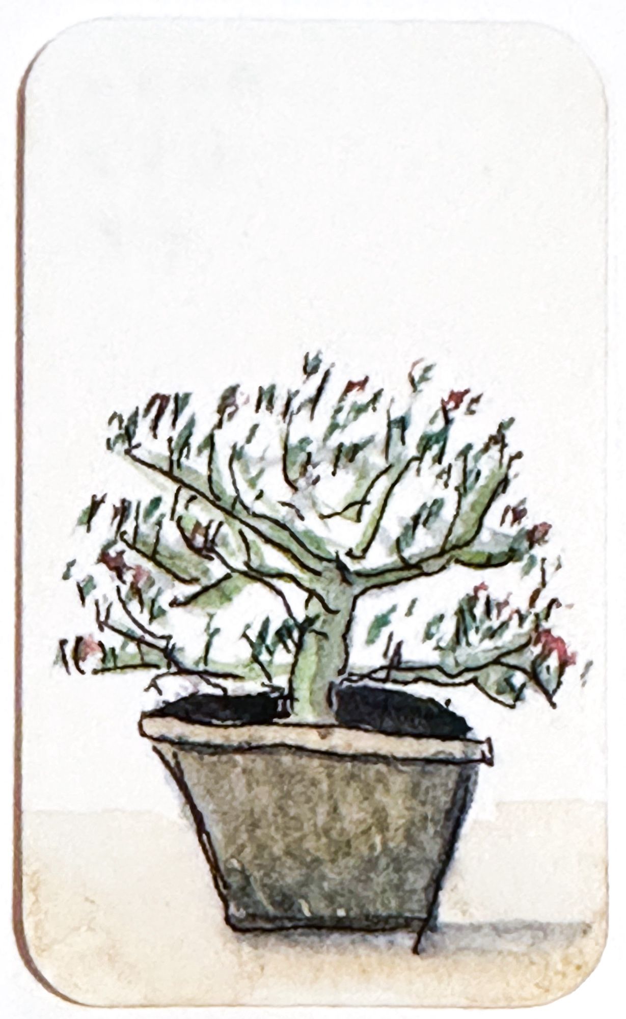 Small watercolour painting of a pot plant from our garden.