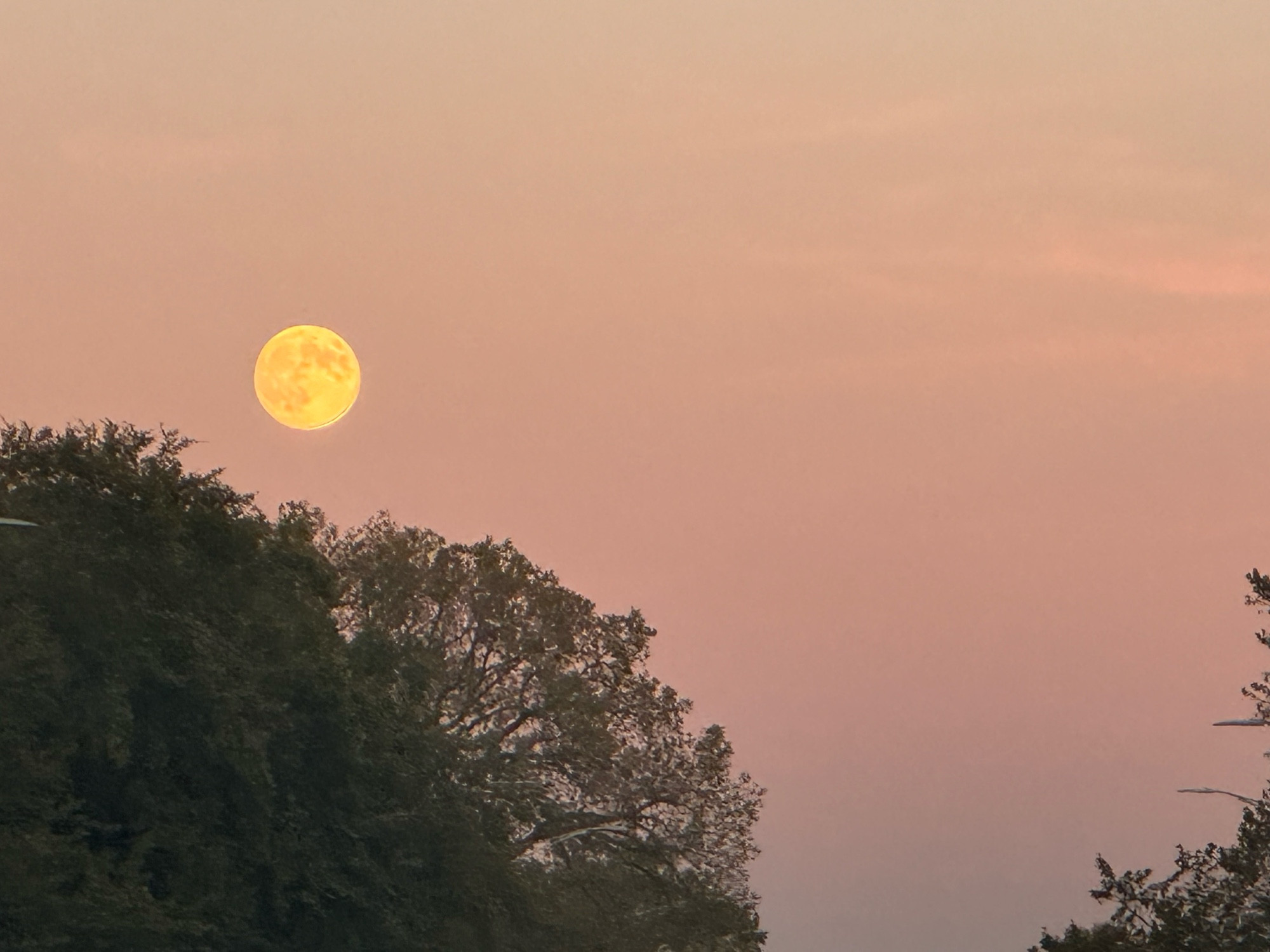 Picture of an orange super moon against a ruddy sky with green trees in the foreground. 