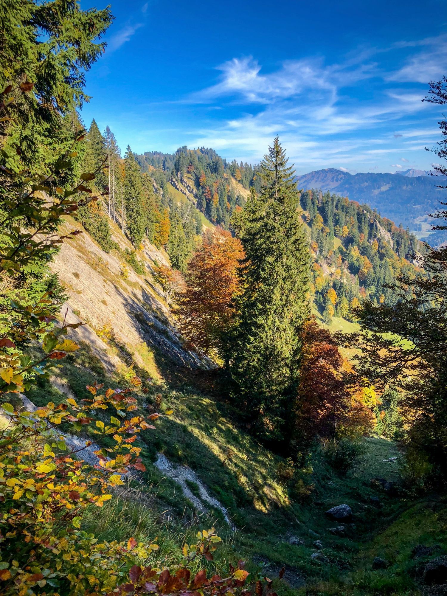 Das Bild zeigt eine herbstliche Berglandschaft mit leuchtend bunten Bäumen, die von Gelb über Orange bis Rot reichen. In der Mitte steht eine grosse Tanne, die das Bild dominiert. Im Hintergrund erheben sich bewaldete Hügel und Berge unter einem klaren, blauen Himmel mit wenigen weissen Wolken. Die Farben des Herbstes sind deutlich zu erkennen, und das Sonnenlicht erzeugt lebendige Kontraste auf den Bäumen und dem grasbewachsenen Hang.