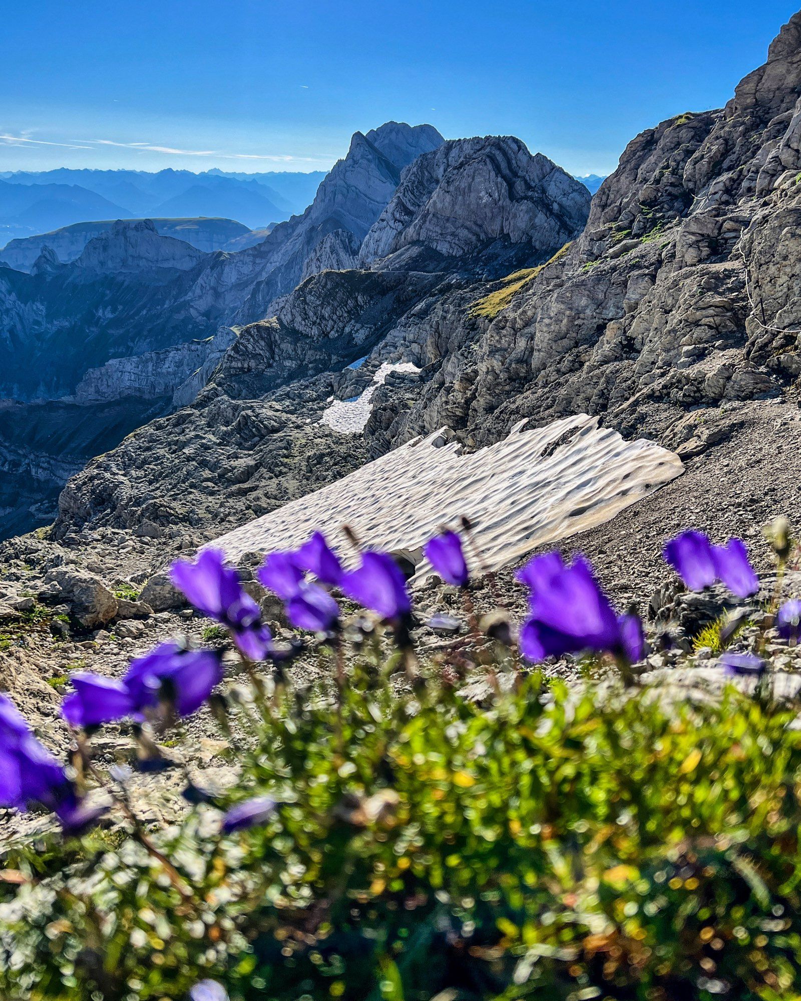 Ein Blick auf schroffe Felsen im Vordergrund mit violetten Blumen, die in der Nähe einer verbliebenen Schneefläche blühen. Im Hintergrund erhebt sich eine beeindruckende Felsformation unter klarem Himmel, was die wilde Schönheit der alpinen Landschaft unterstreicht.