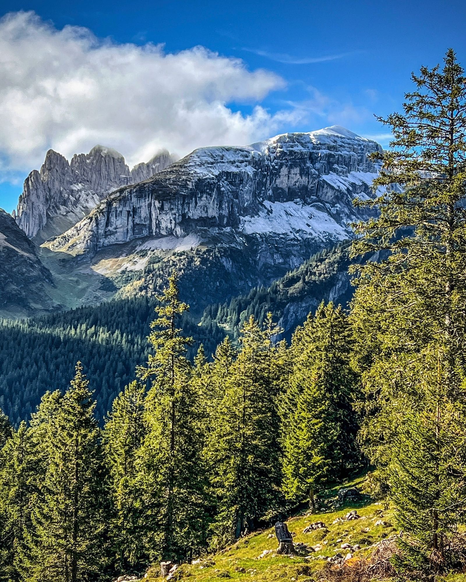 Blick auf eine herbstliche Berglandschaft im Alpstein. Im Vordergrund stehen hohe, grüne Tannen, dahinter erstreckt sich ein Tal mit Wiesen. Im Hintergrund ragen imposante Felsformationen empor, deren Gipfel leicht mit Schnee bedeckt sind. Der Himmel ist klar blau mit einigen weissen Wolken, die über die Berge ziehen. Die Szenerie vermittelt eine ruhige, idyllische Stimmung in den Schweizer Alpen.