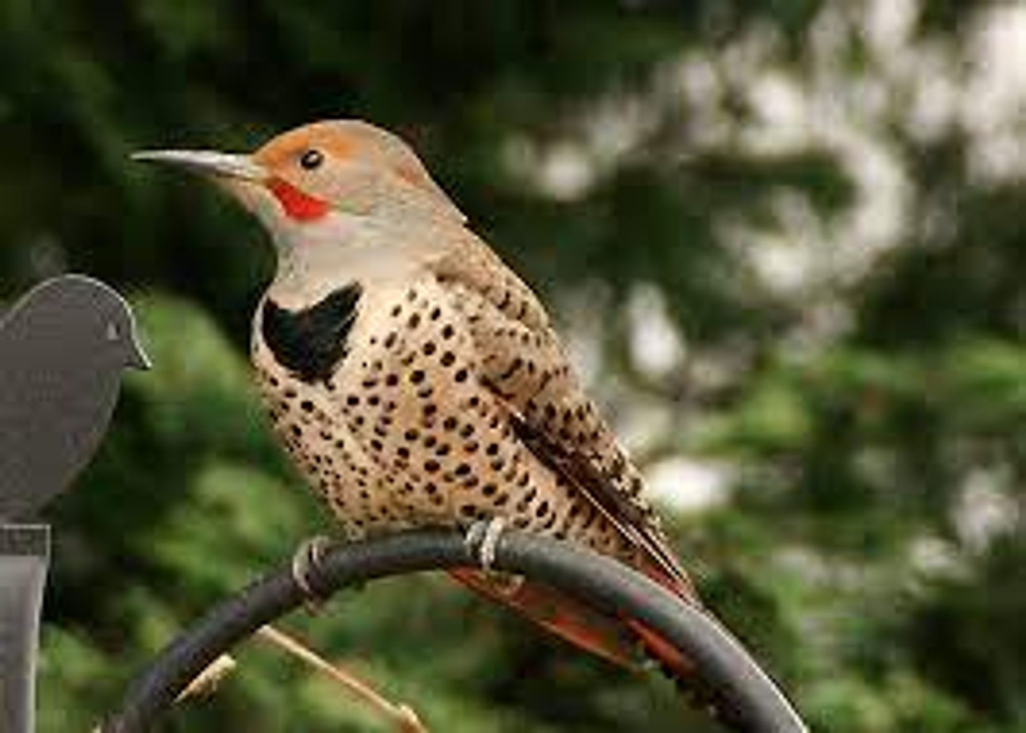 A bird with red splotches near its peak and rusty orange on its crown surrounded by gray. It has a dark black tuft at the top of its chest but most of its body is spotted like a leopard.