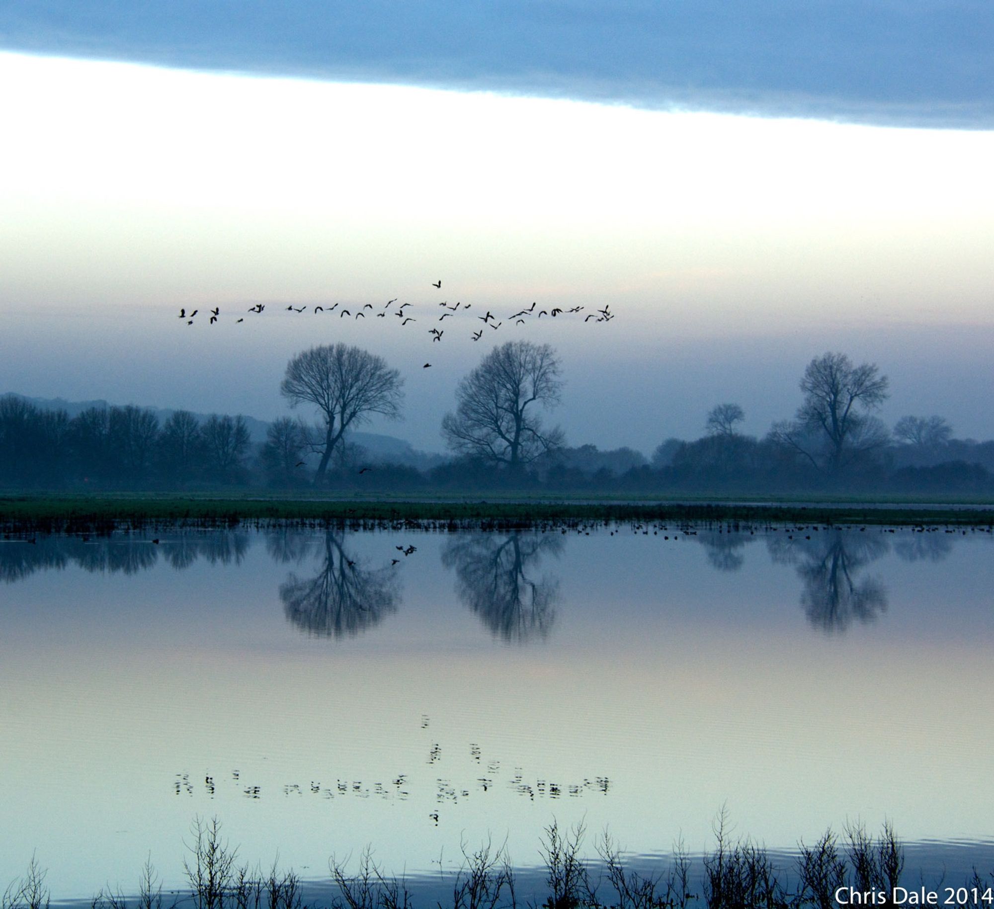 Group of lapwings flying over a lake in winter, with their reflections below and bare trees between