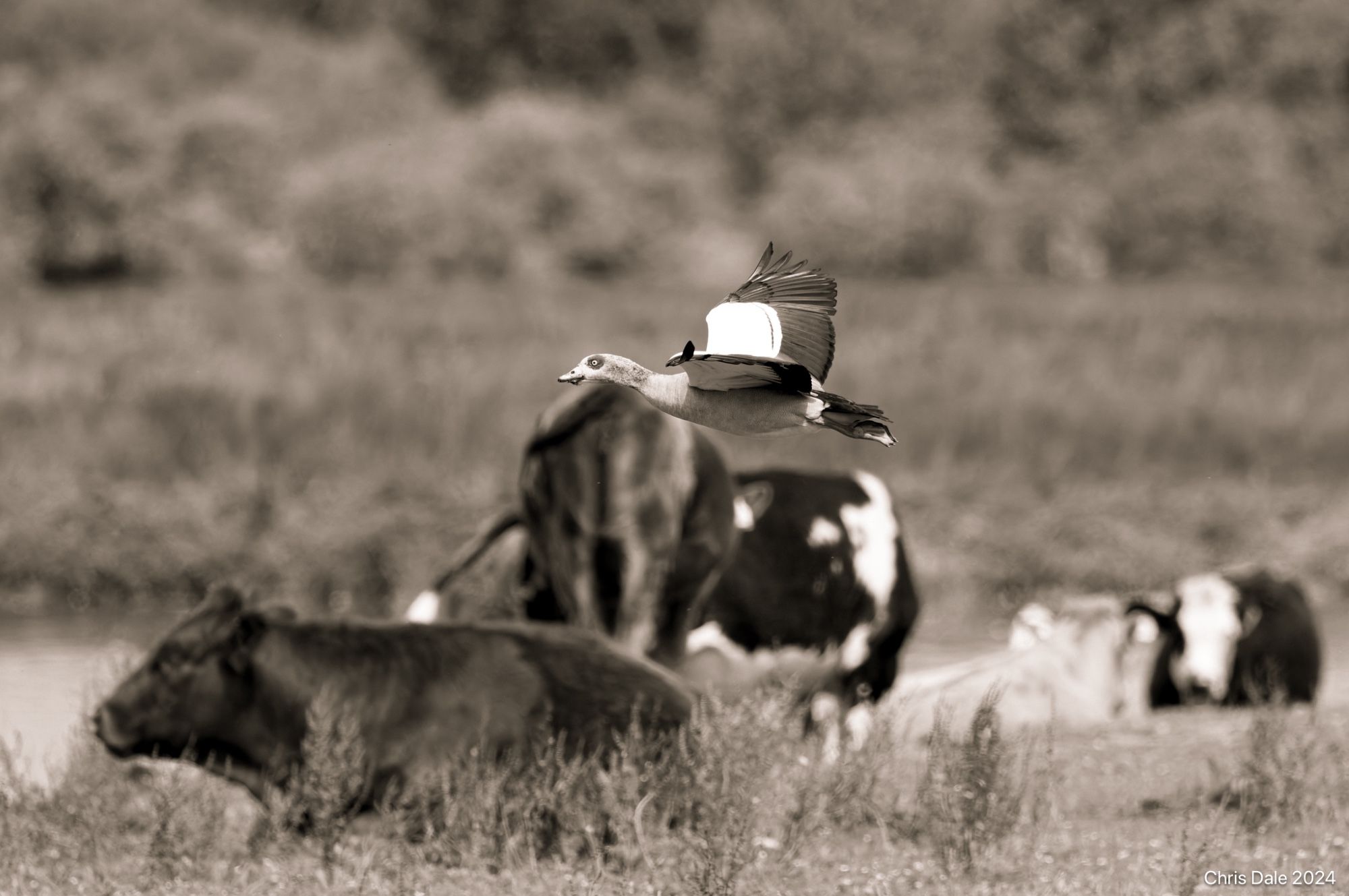 An Egyptian Goose flies over some cattle. The cattle are not in focus. The picture is brown and white - not sepia but not in colour