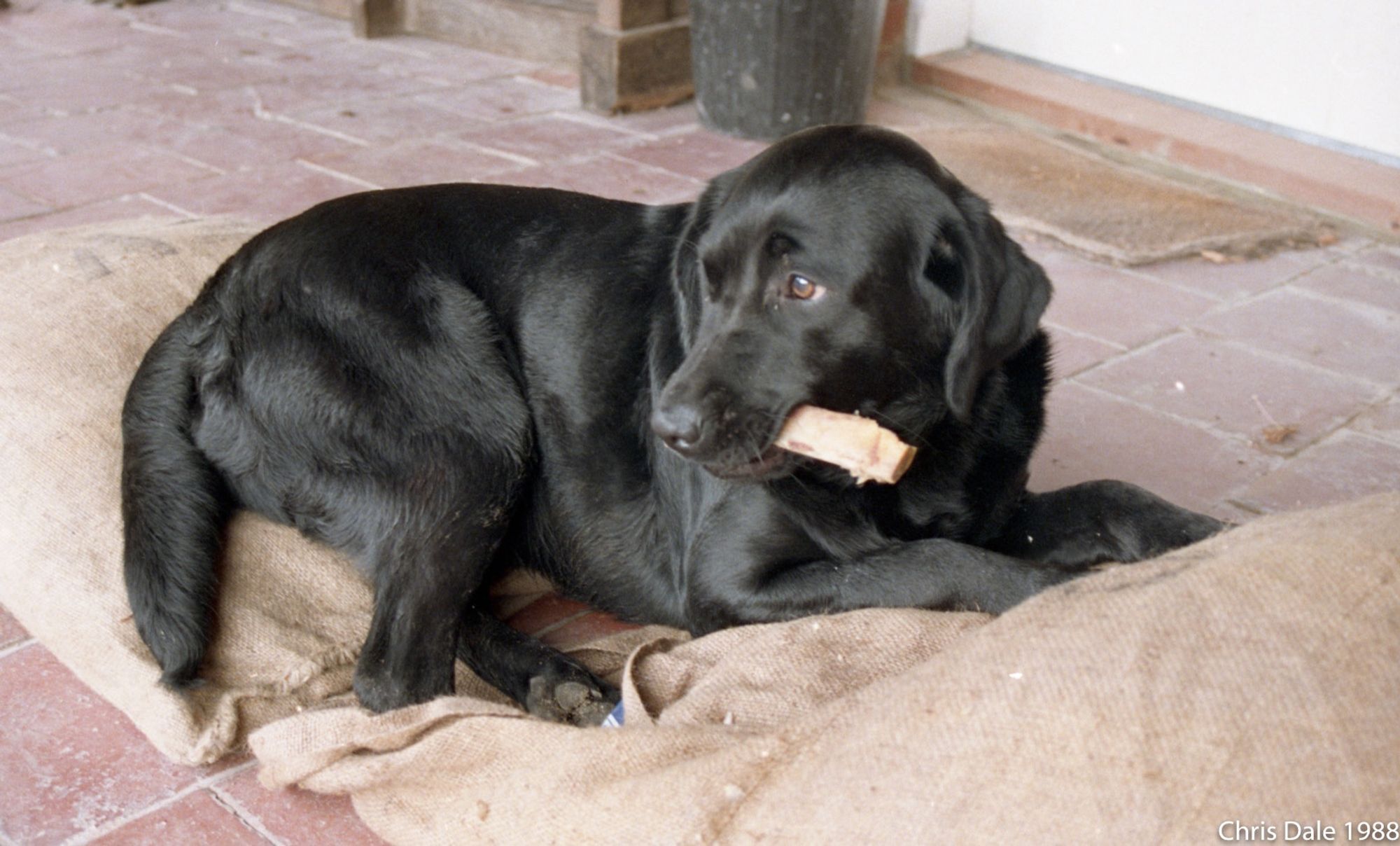 Black dog lying down and chewing something