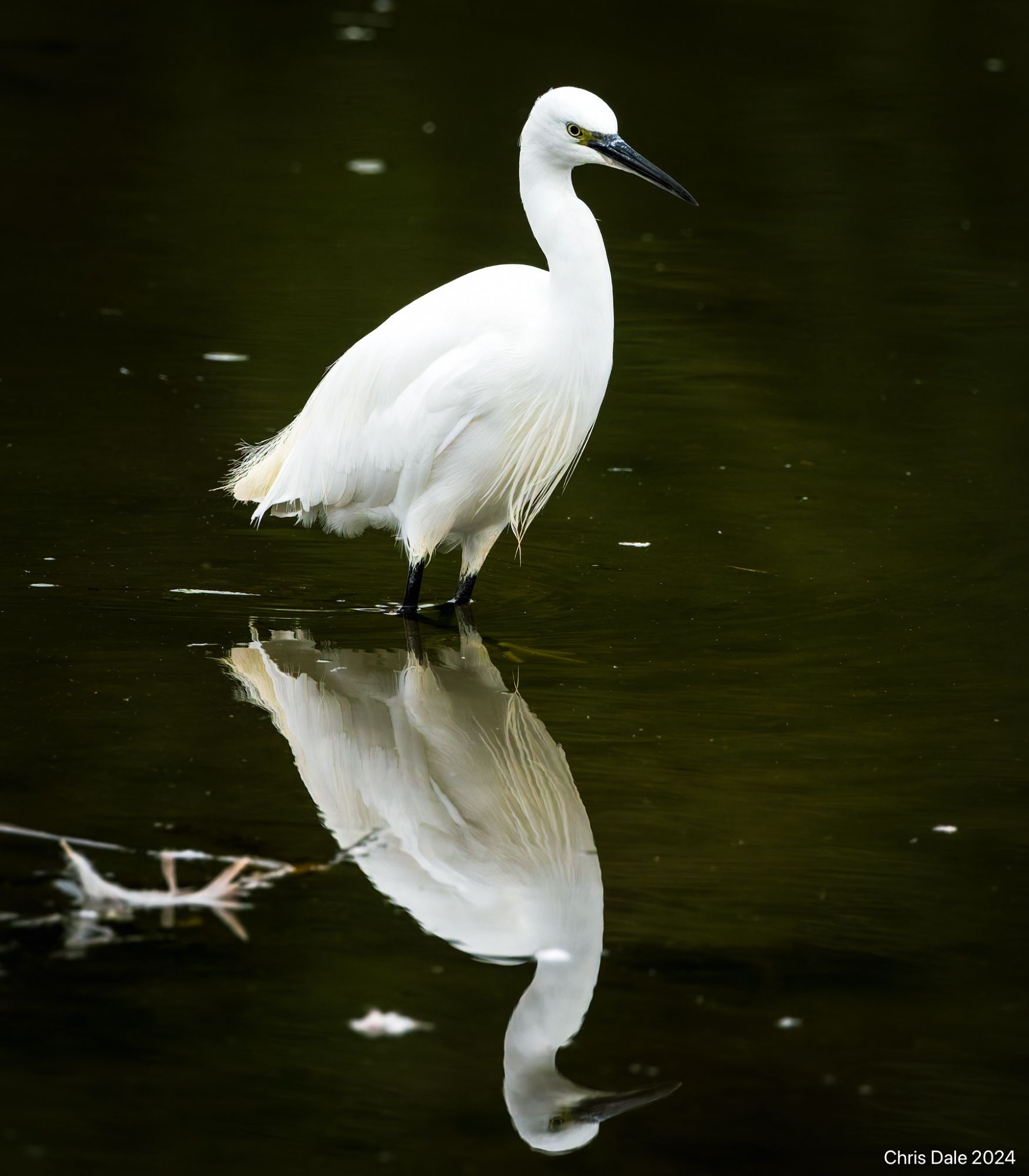 White egret and its reflection as it stands in water