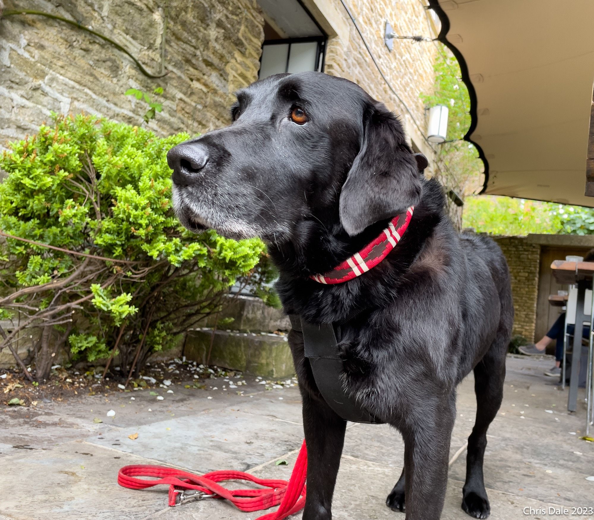 Black dog in red and white collar