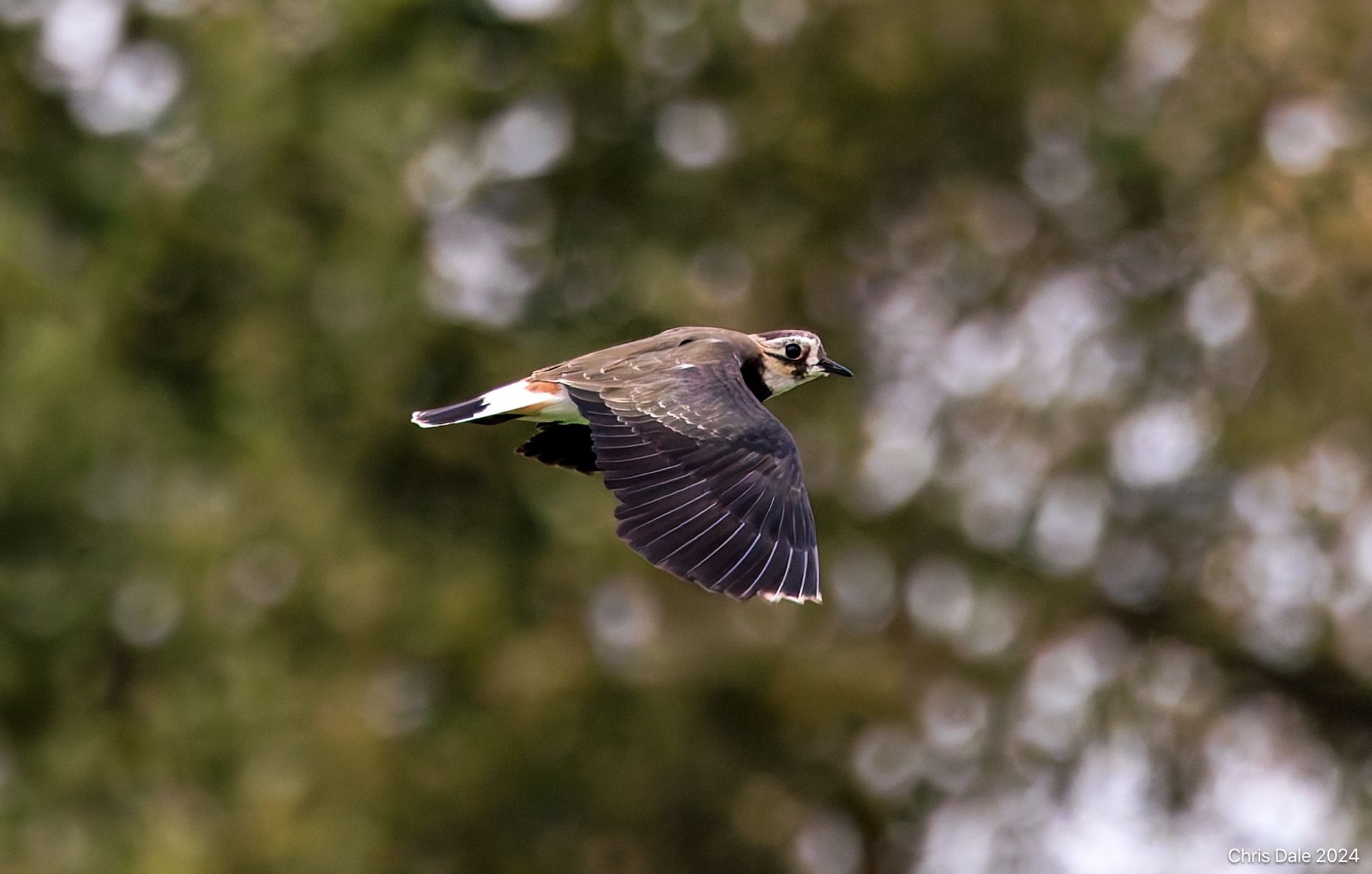 A lapwing, with dark wings pointing downwards, a largely white tail and a mottled white head