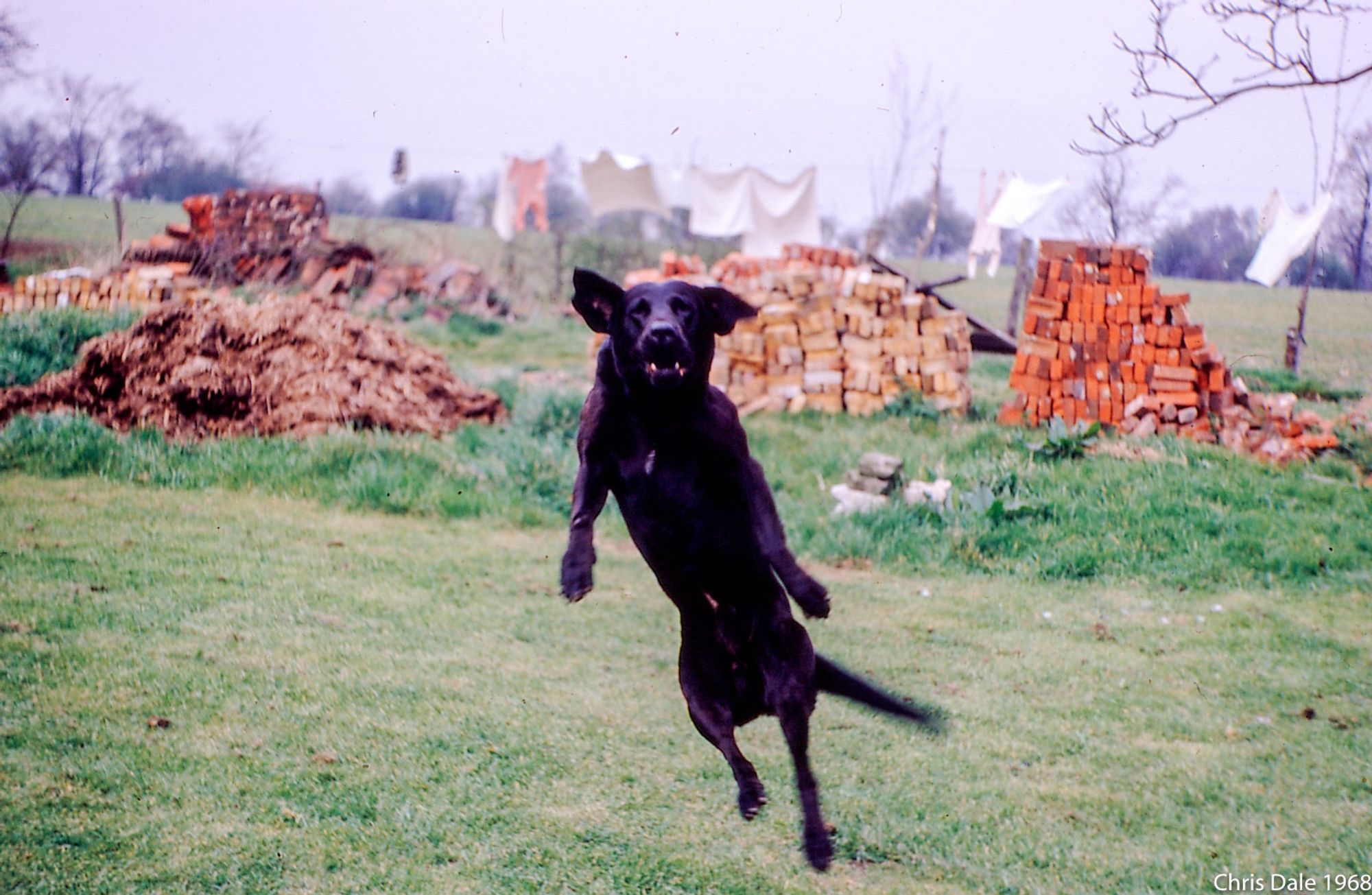 Black dog jumping in front of red and yellow brick piles