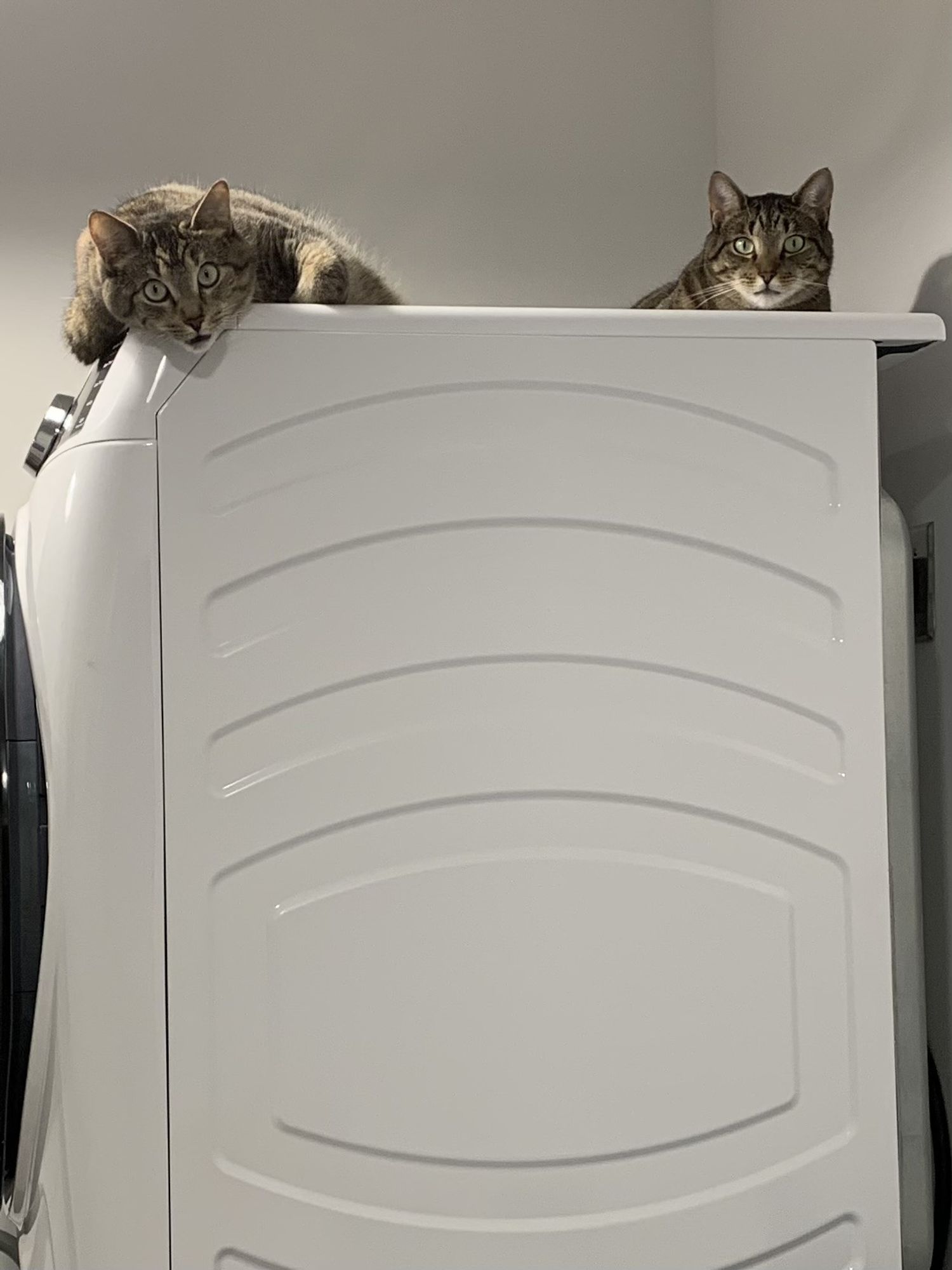 Two cats on a stackable dryer