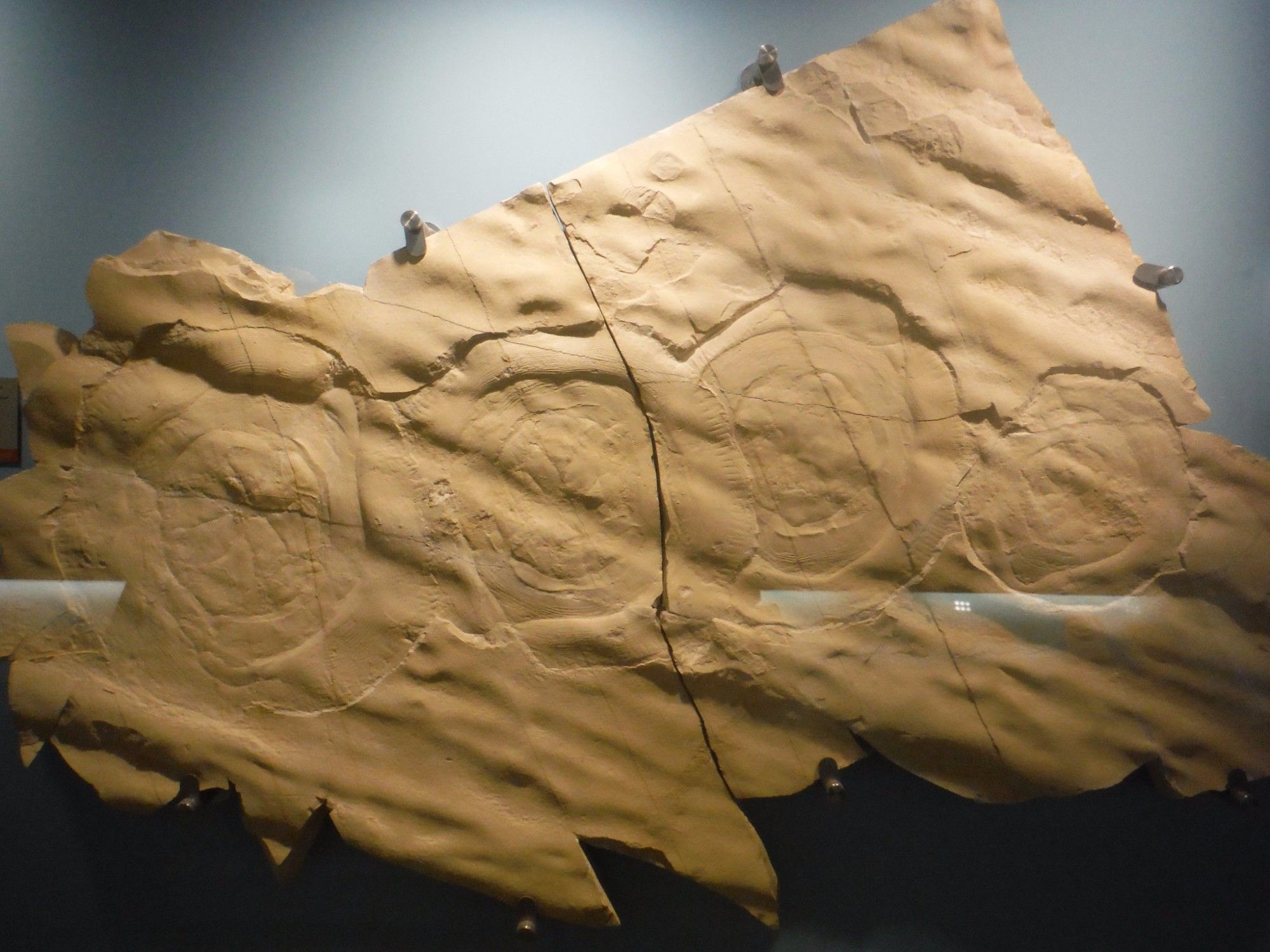 A large slab of beige limestone with an undulating surface (ripple marks). There are four fossilised jellyfish which look like concentric circles.