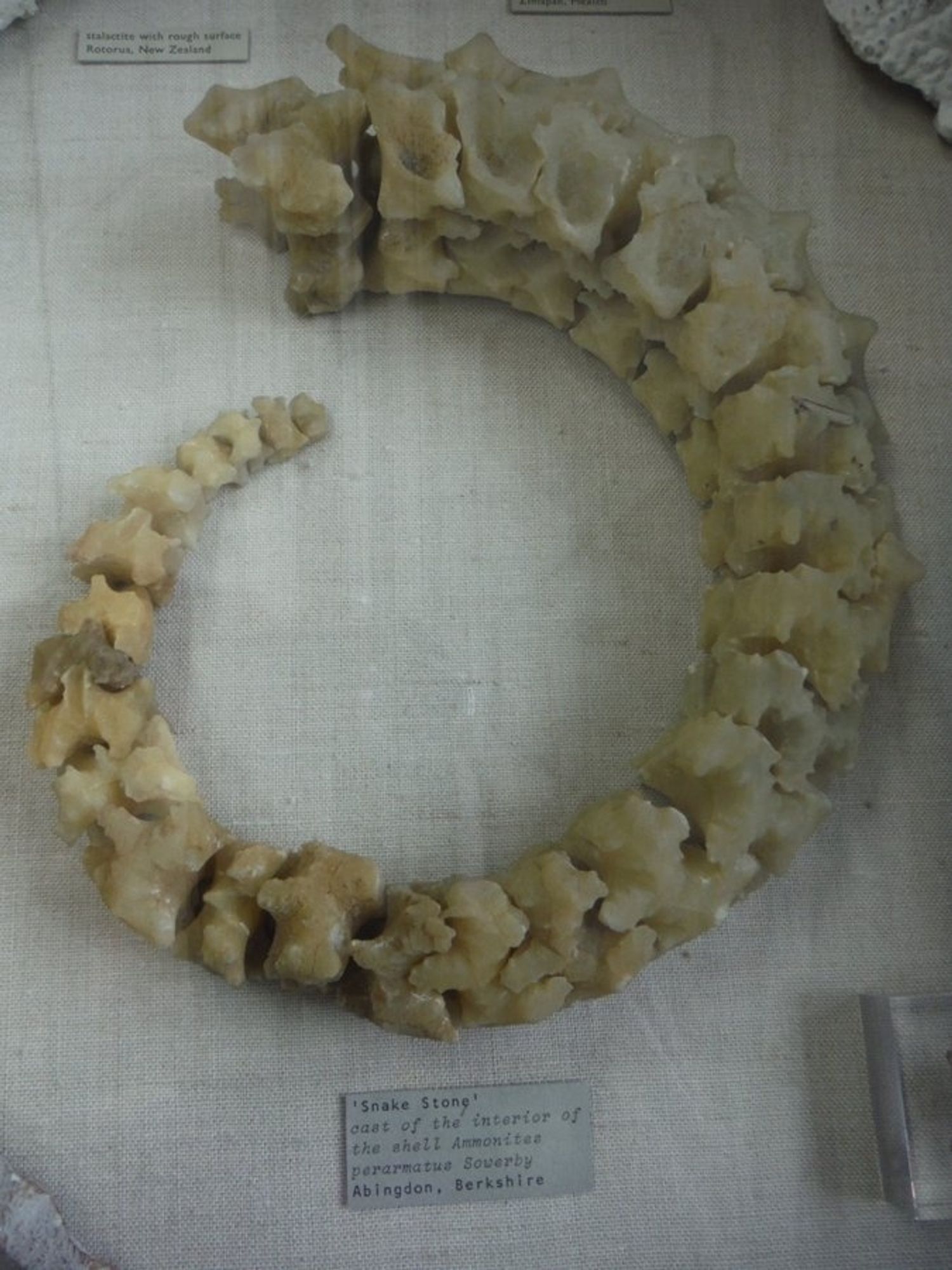 The internal chambers of an ammonite, replaced by cream coloured calcite, arranged in a coiled shape.

Label text: Snake stone cast of the interior of the shell Ammonites perarmatus (Sowerby), from Abingdon, Berkshire.