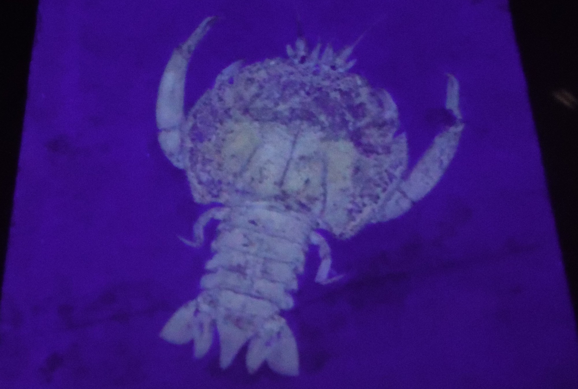 A limestone slab containing a crayfish fossil. It's illuminated with UV light so the limestone appears violet and the fossil is glowing a pale yellow colour. On display in the Bürgermeister-Müller-Museum in Solnhofen, Germany.