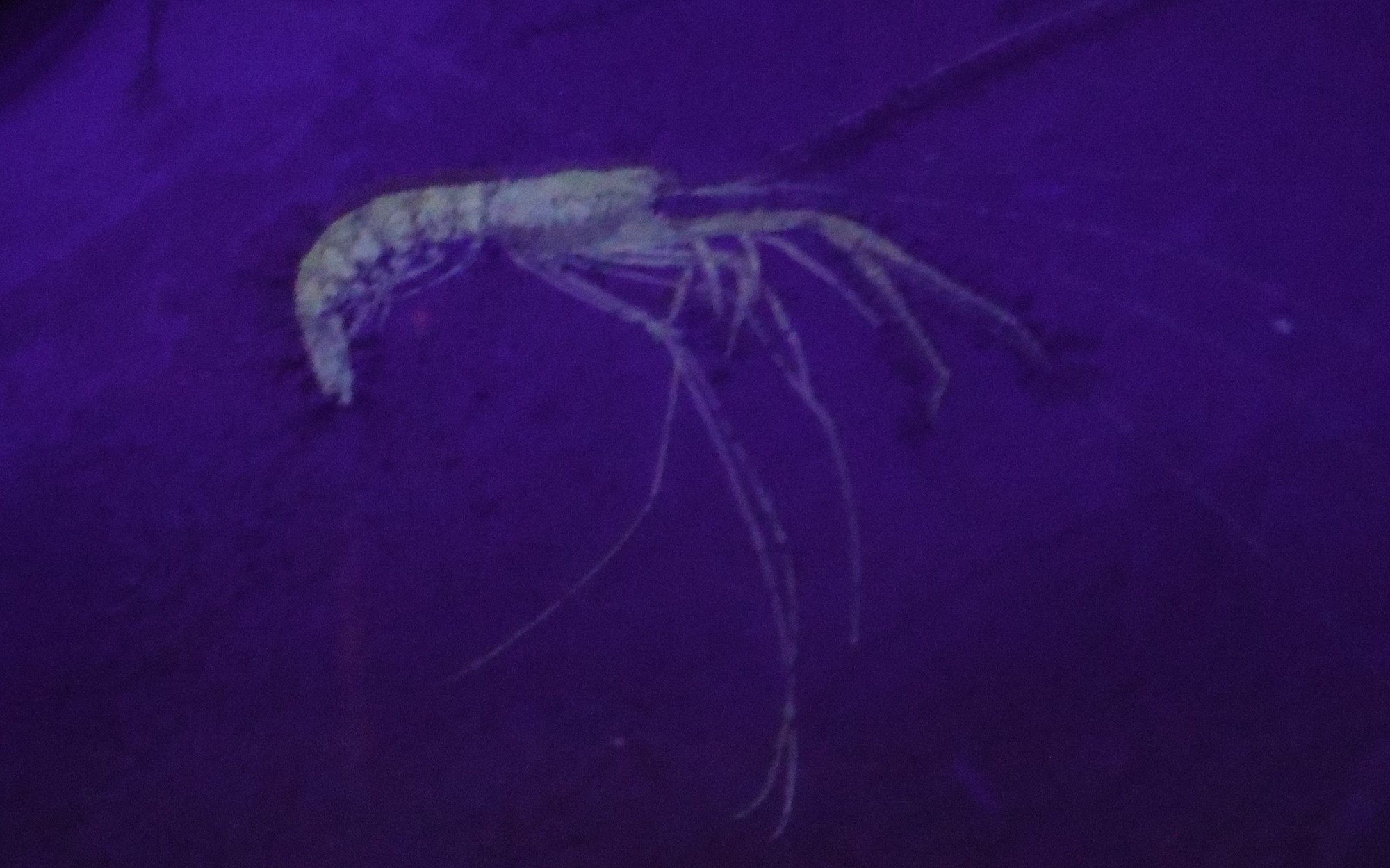 A limestone slab containing a shrimp fossil. It's illuminated with UV light so the limestone appears violet and the fossil is glowing a pale yellow colour. On display in the Bürgermeister-Müller-Museum in Solnhofen, Germany.