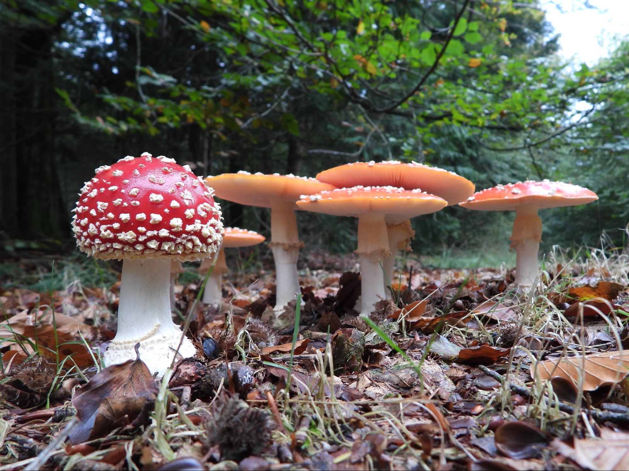 Vliegenzwam - Amanita muscaria - zes stuks aan de rand van een bospad in Drenthe. oktober 2024. 
