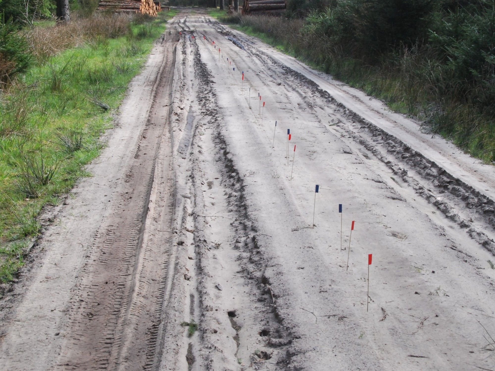 Een bospad met in het midden het spoor van een ree - Capreolus capreolus - die hier galoppeerde.  De hoefafdrukken in het zand zijn gemarkeerd met rode en blauwe vlaggetjes. De rode bij de voorpoten, de blauwe bij de achterpoten. De gemiddelde pasafstand was hier 286,3 cm.