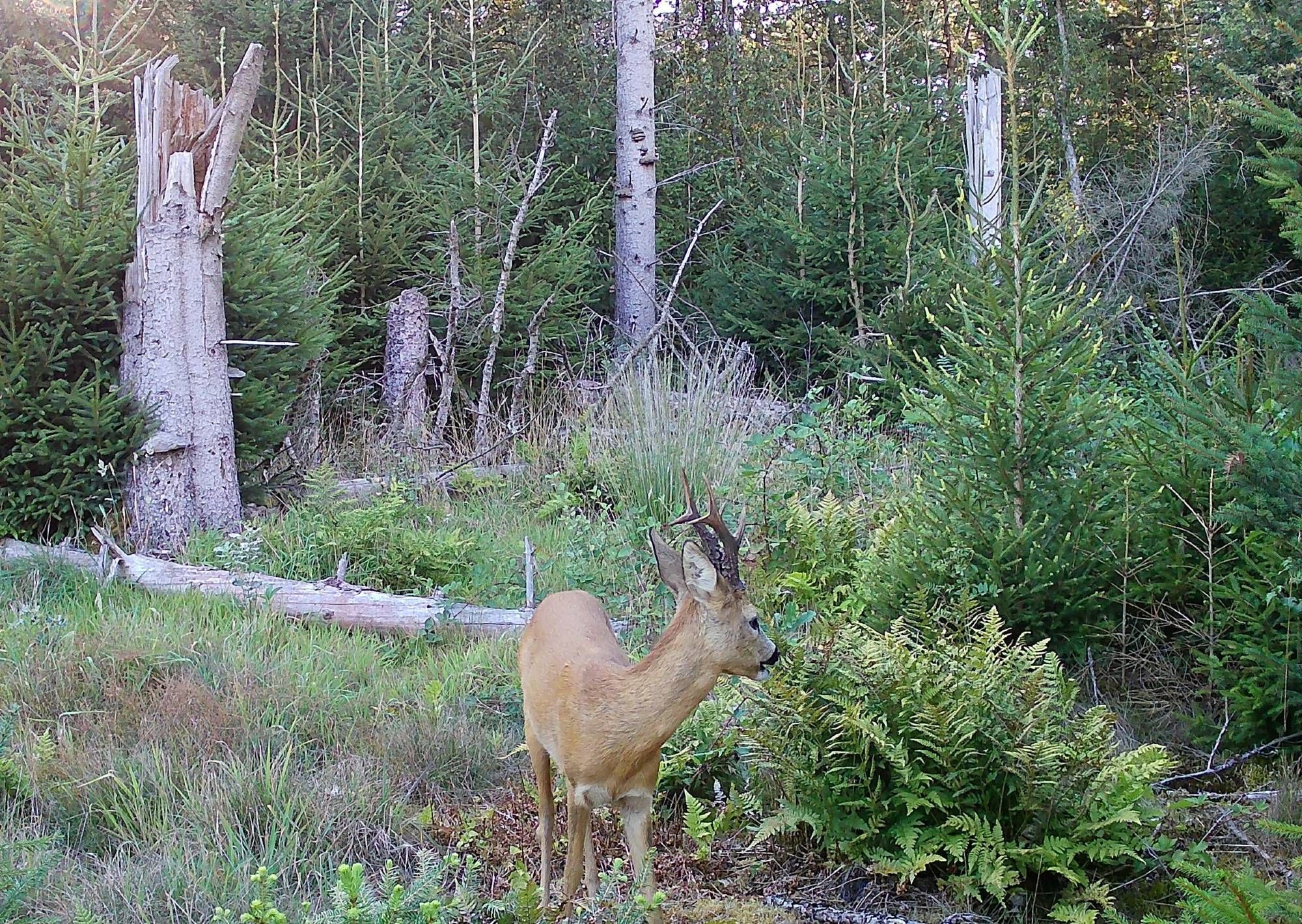 Een reebok - Capreolus capreolus - met een mooi 6-ender gewei staat op een open plekje in een sparrenbos. De foto is gemaakt door een wildcamera.