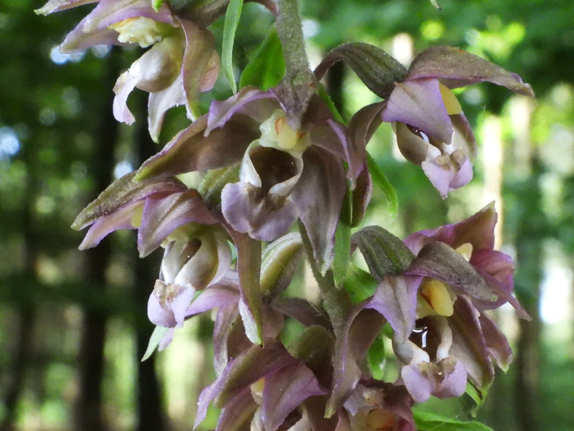 Brede wespenorchis - Epipactis helleborine - detail van de bloeiwijze met een aantal bloemen.