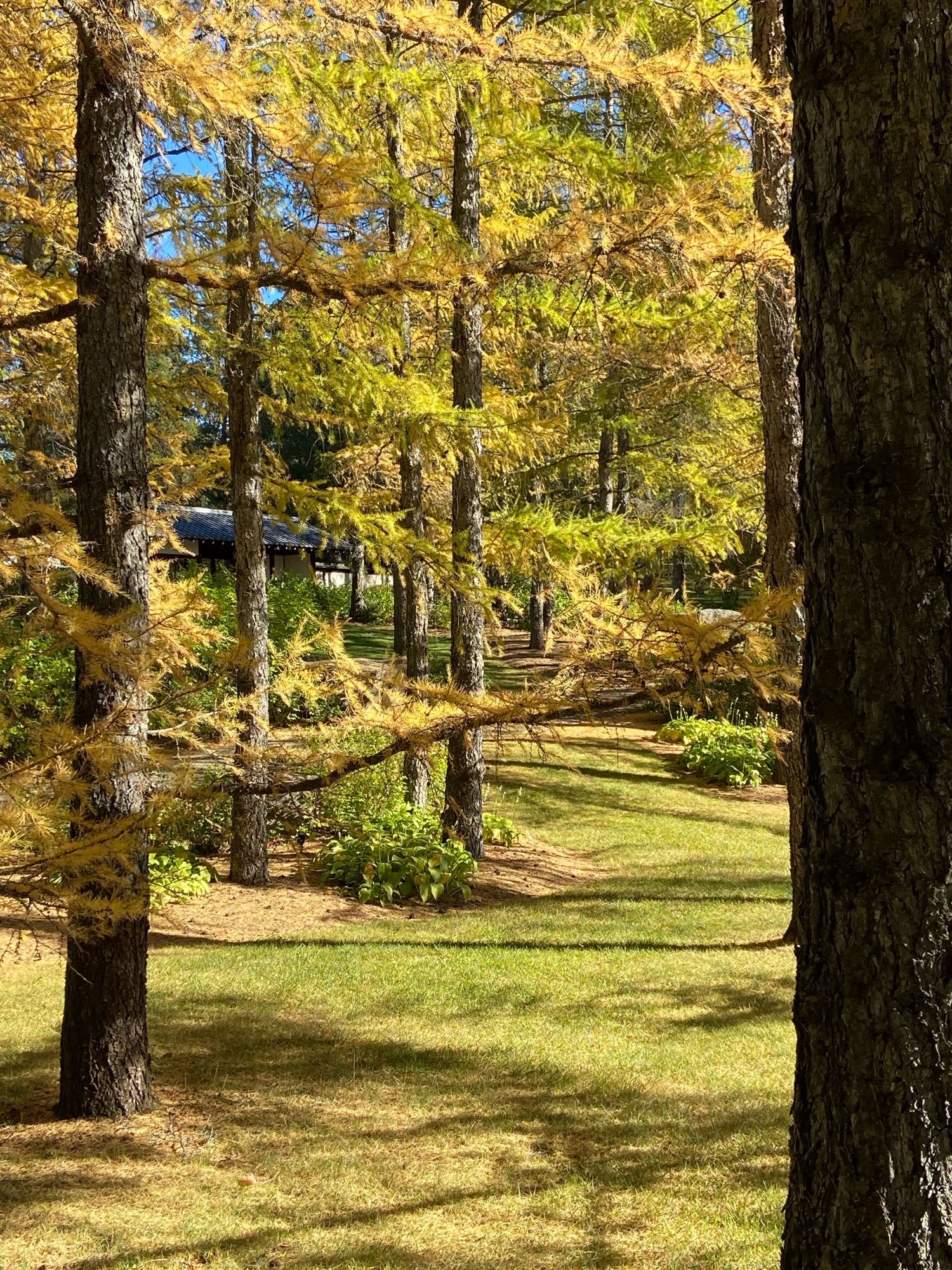 The latch walk at the Kurimoto Japanese garden