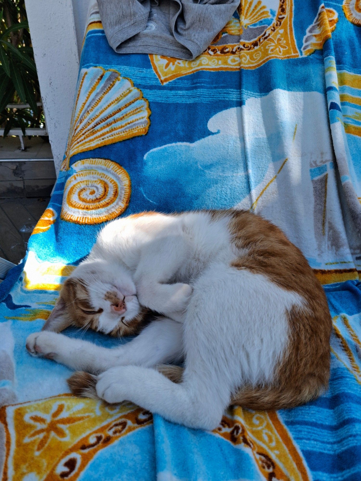 A ginger and white cat blissfully asleep on a beach towel on a sunlounger.