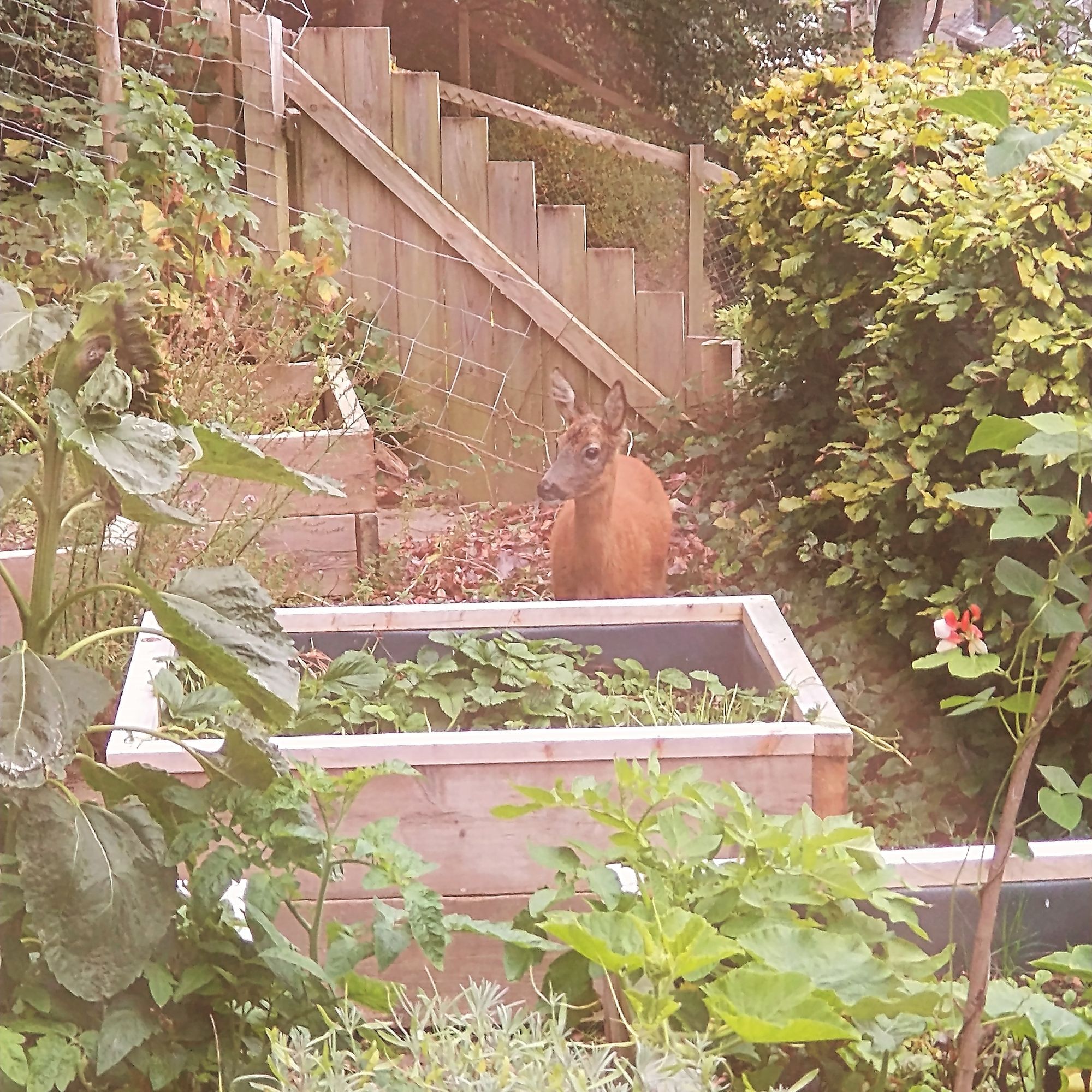 A roe deer standing beside a raised bed full of greenery.