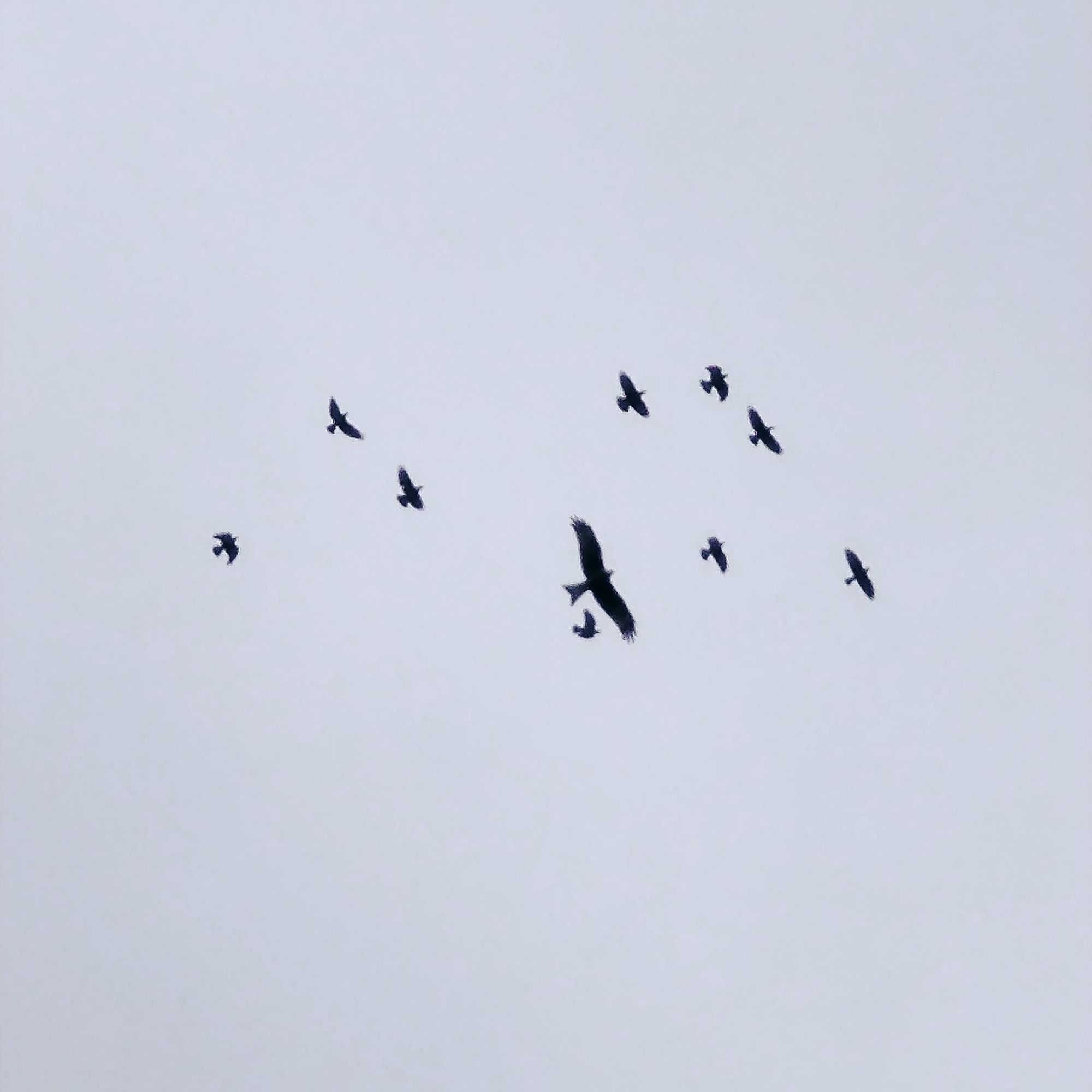 Silhouette of one red kite and 9 crows seen from below.