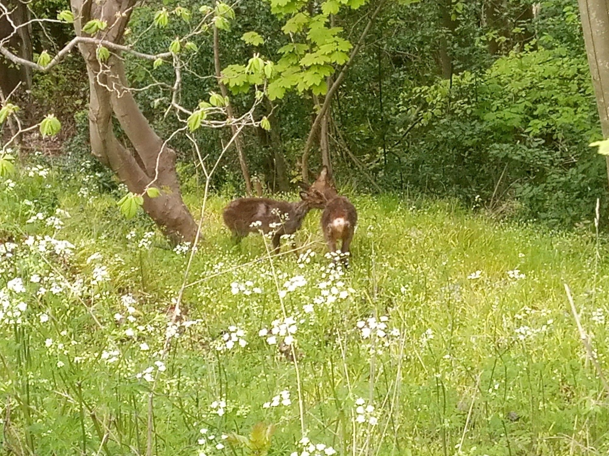 2 roe deer amongst trees and grass.