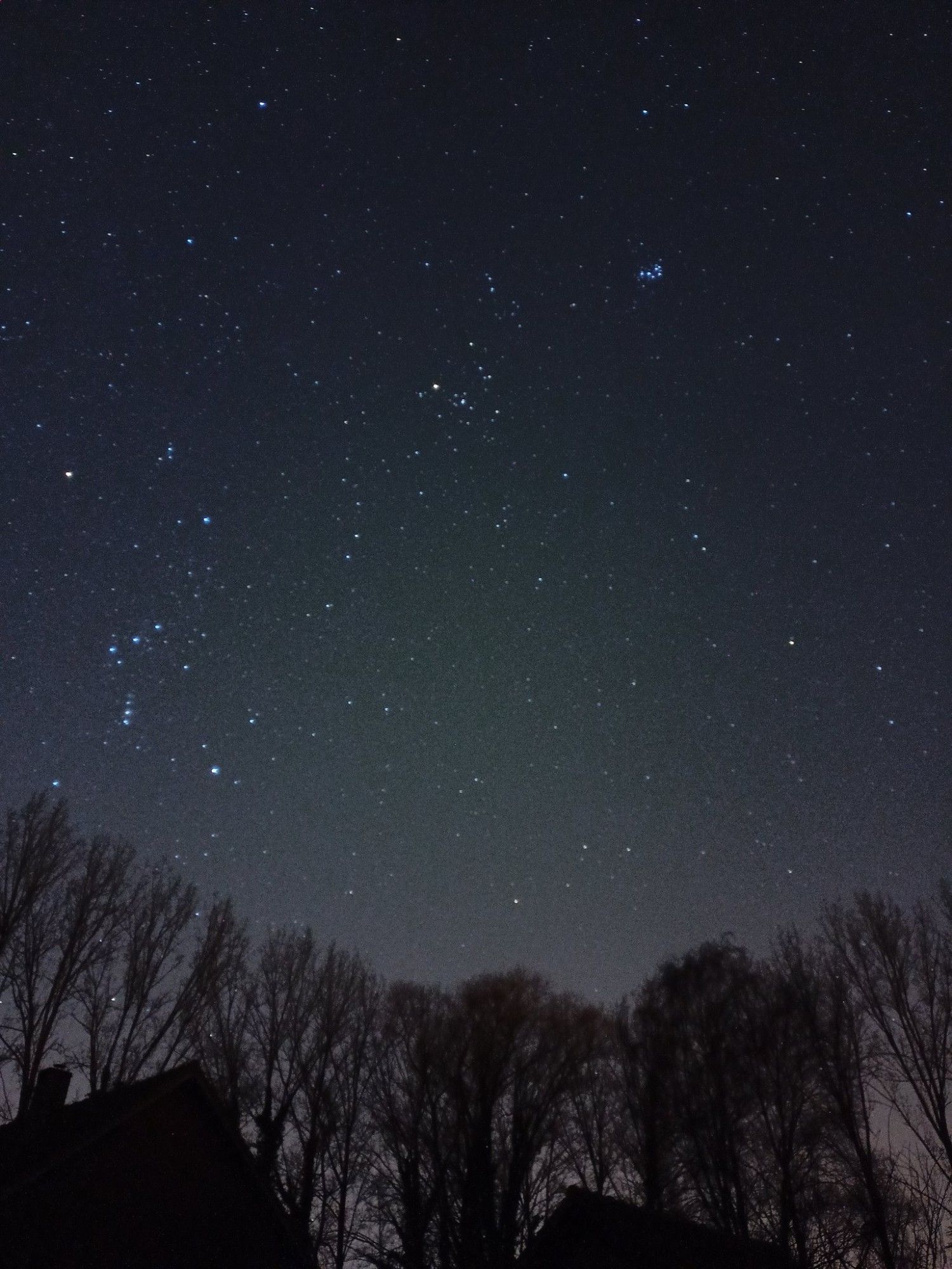 Photo du ciel montrant, au-dessus des arbres, les constellations d'Orion et du Taureau, surplombées par les Pléiades