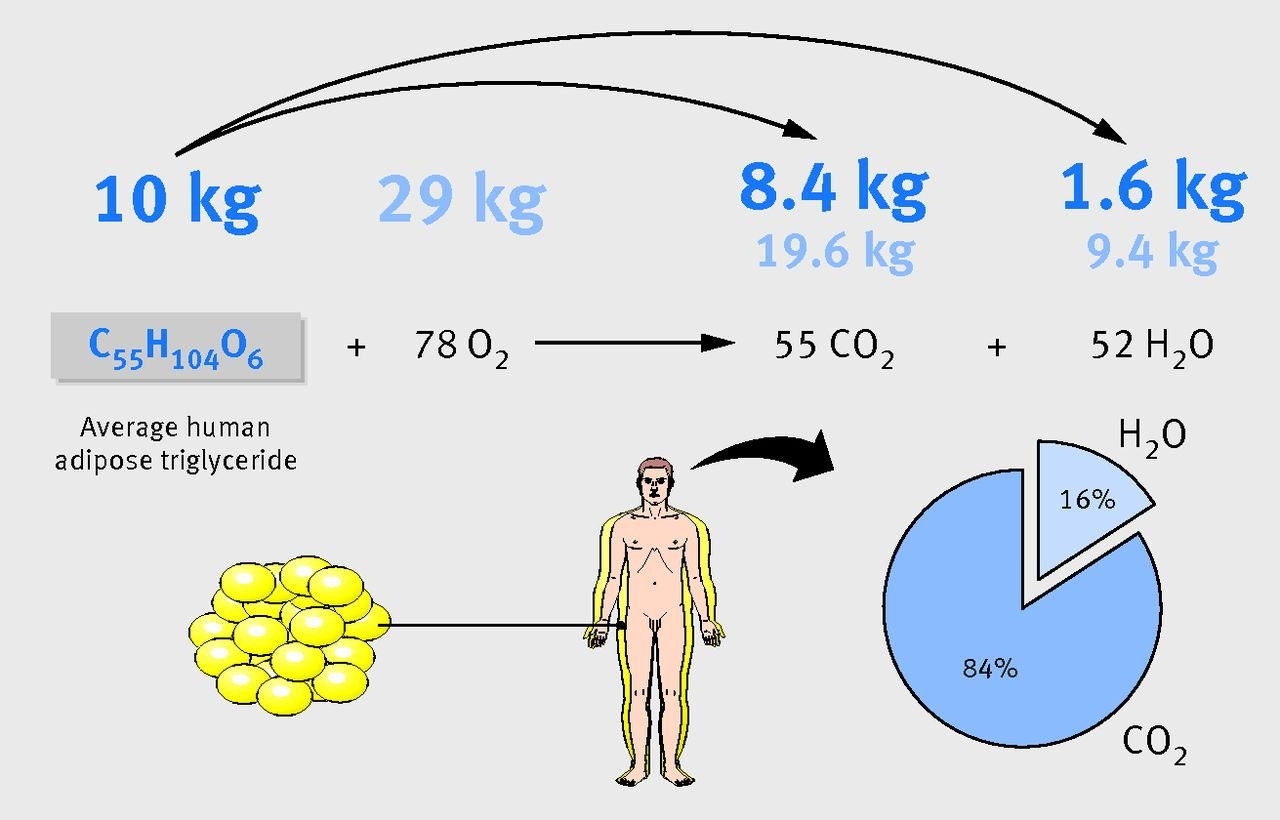 Equation chimique de la combustion des graisses en CO2 et H2O